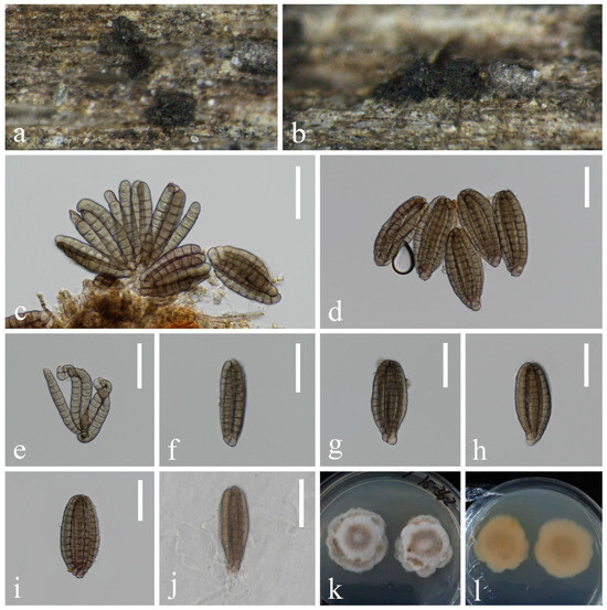 Diversity of Lignicolous Freshwater Fungi from Yuanjiang