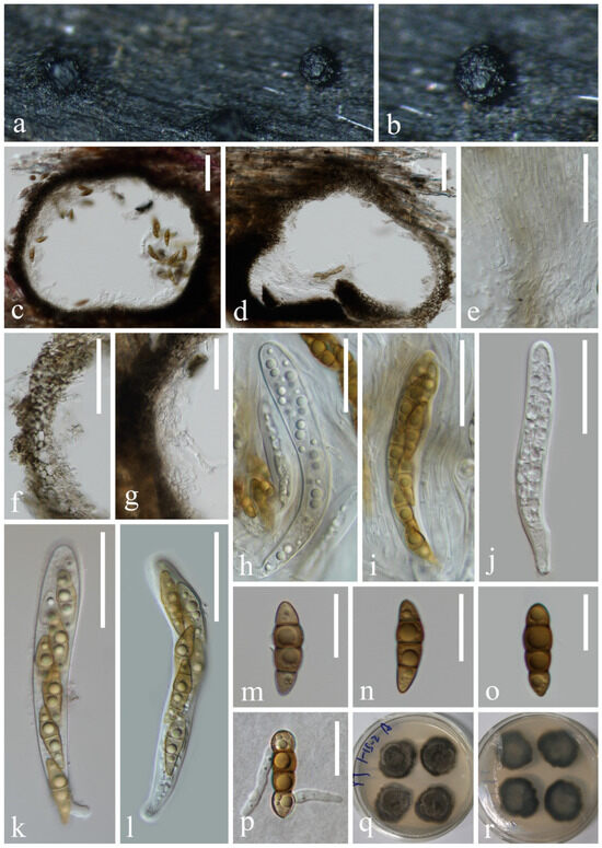 Diversity of Lignicolous Freshwater Fungi from Yuanjiang