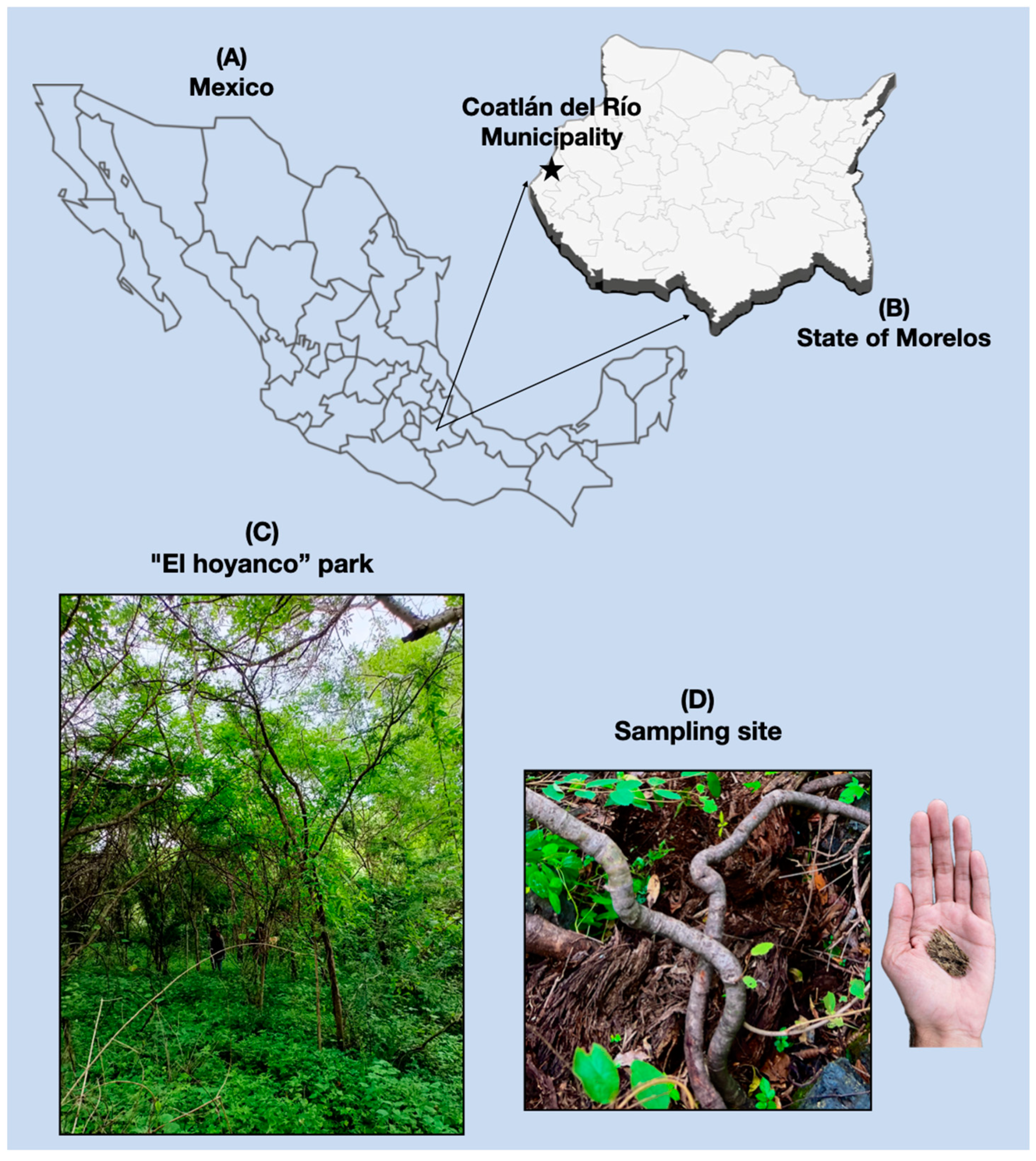 Jof 10 00888 g001 Jof 10 00888 g001