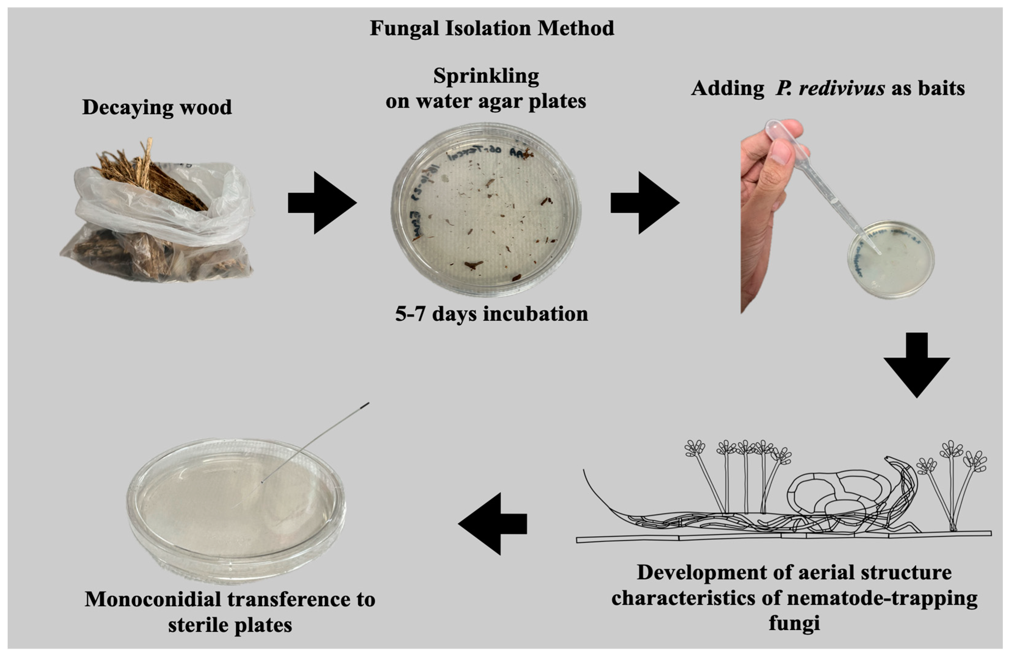 Jof 10 00888 g002 Jof 10 00888 g002