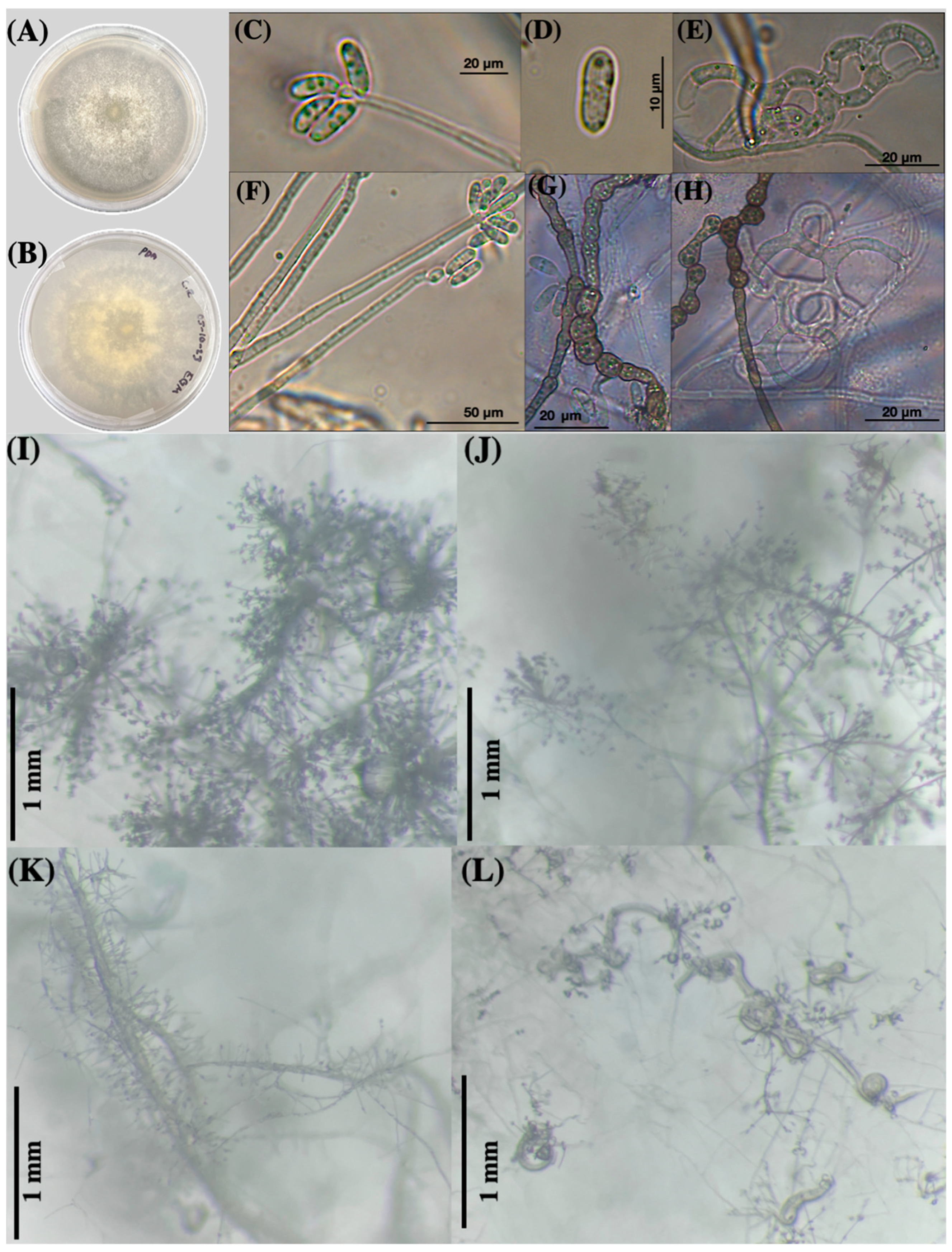 Jof 10 00888 g003 Jof 10 00888 g003