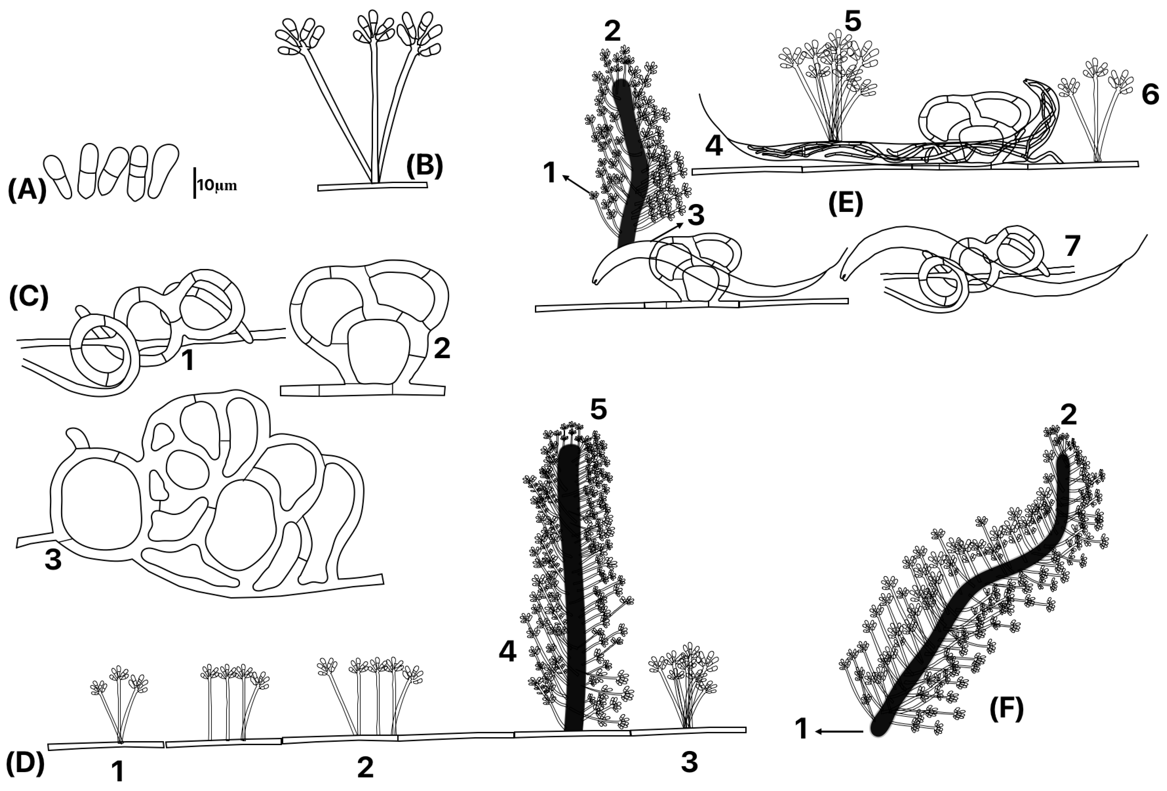 Jof 10 00888 g004 Jof 10 00888 g004
