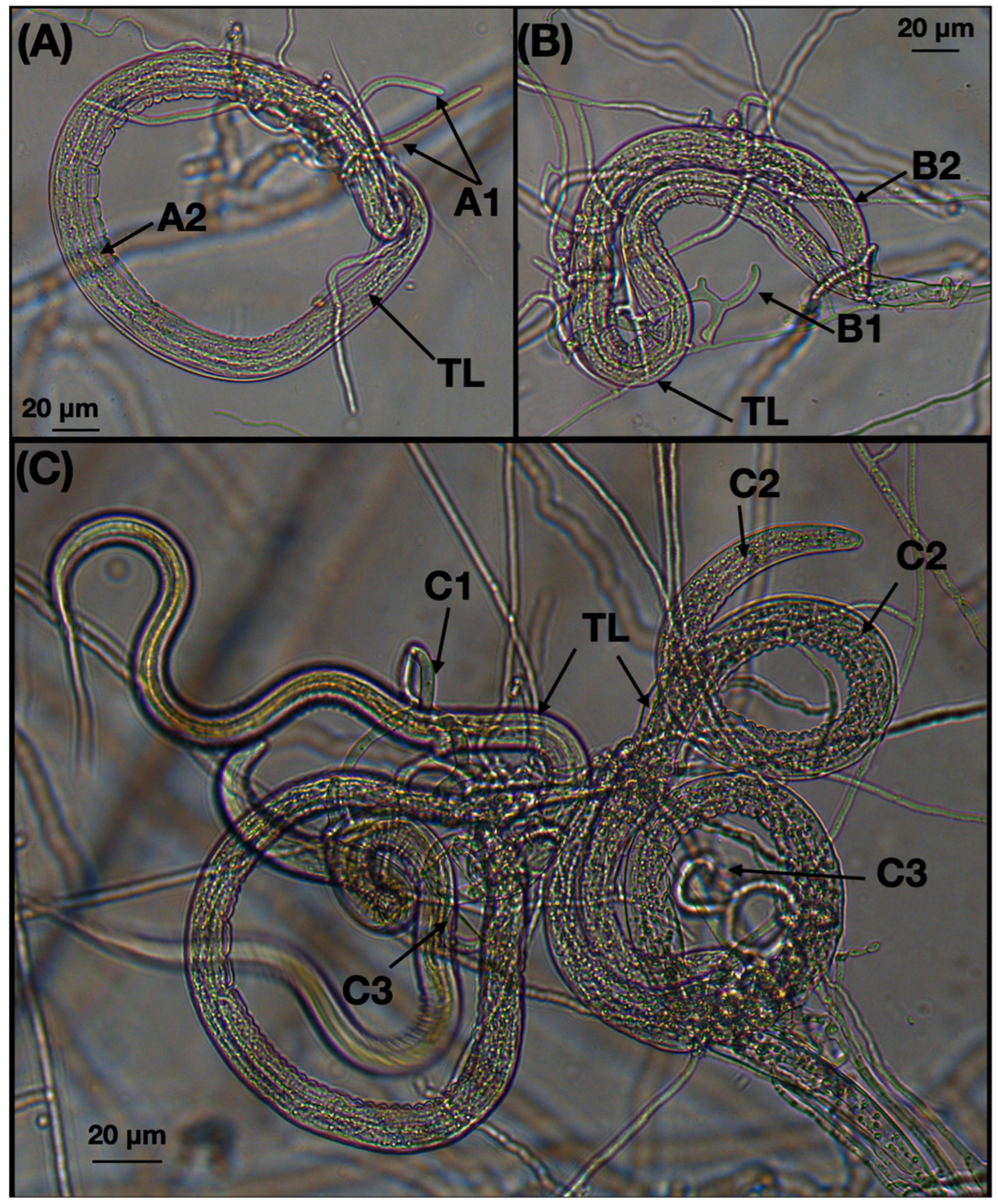 Jof 10 00888 g006 Jof 10 00888 g006