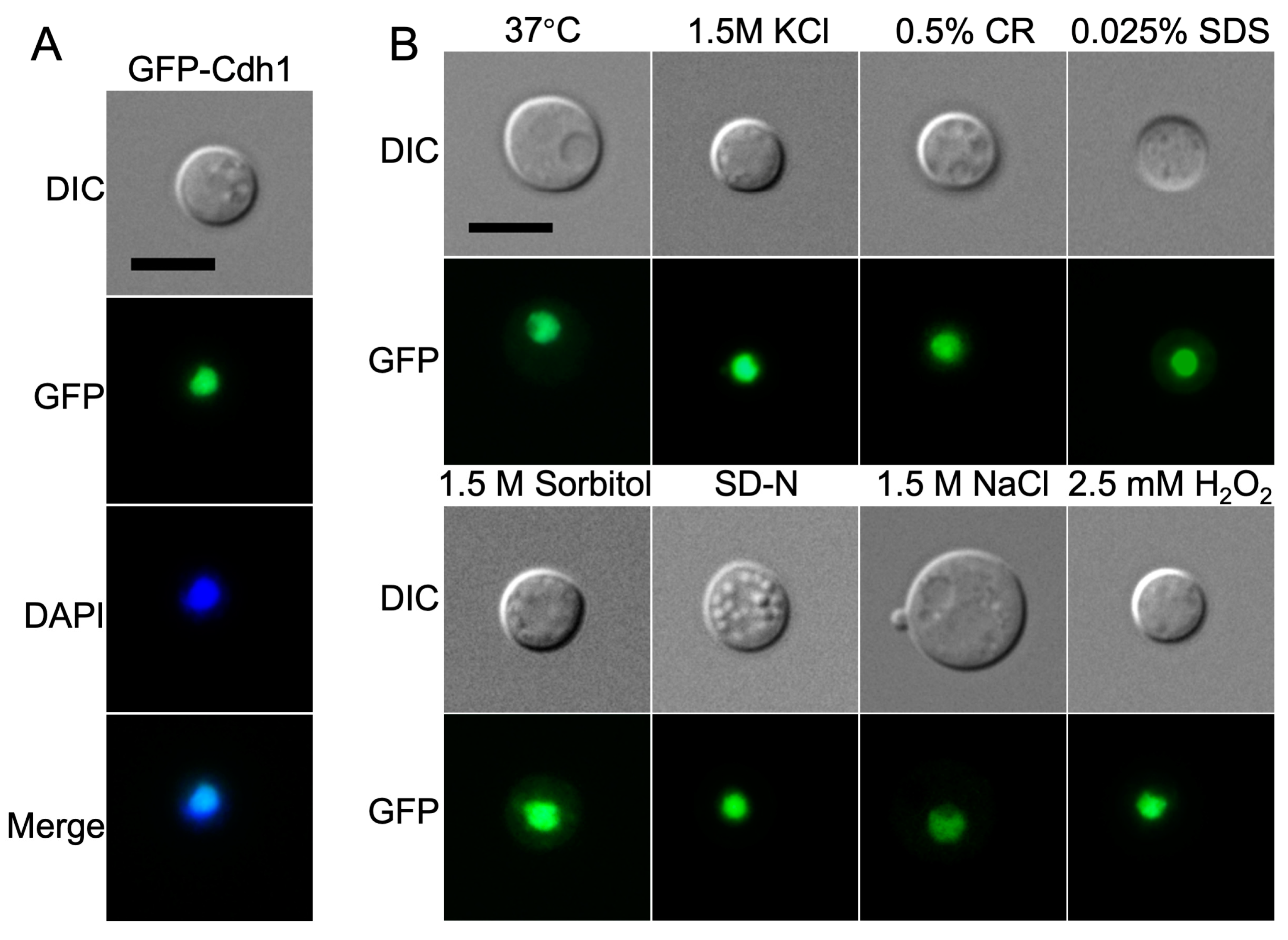 Jof 10 00891 g002 Jof 10 00891 g002