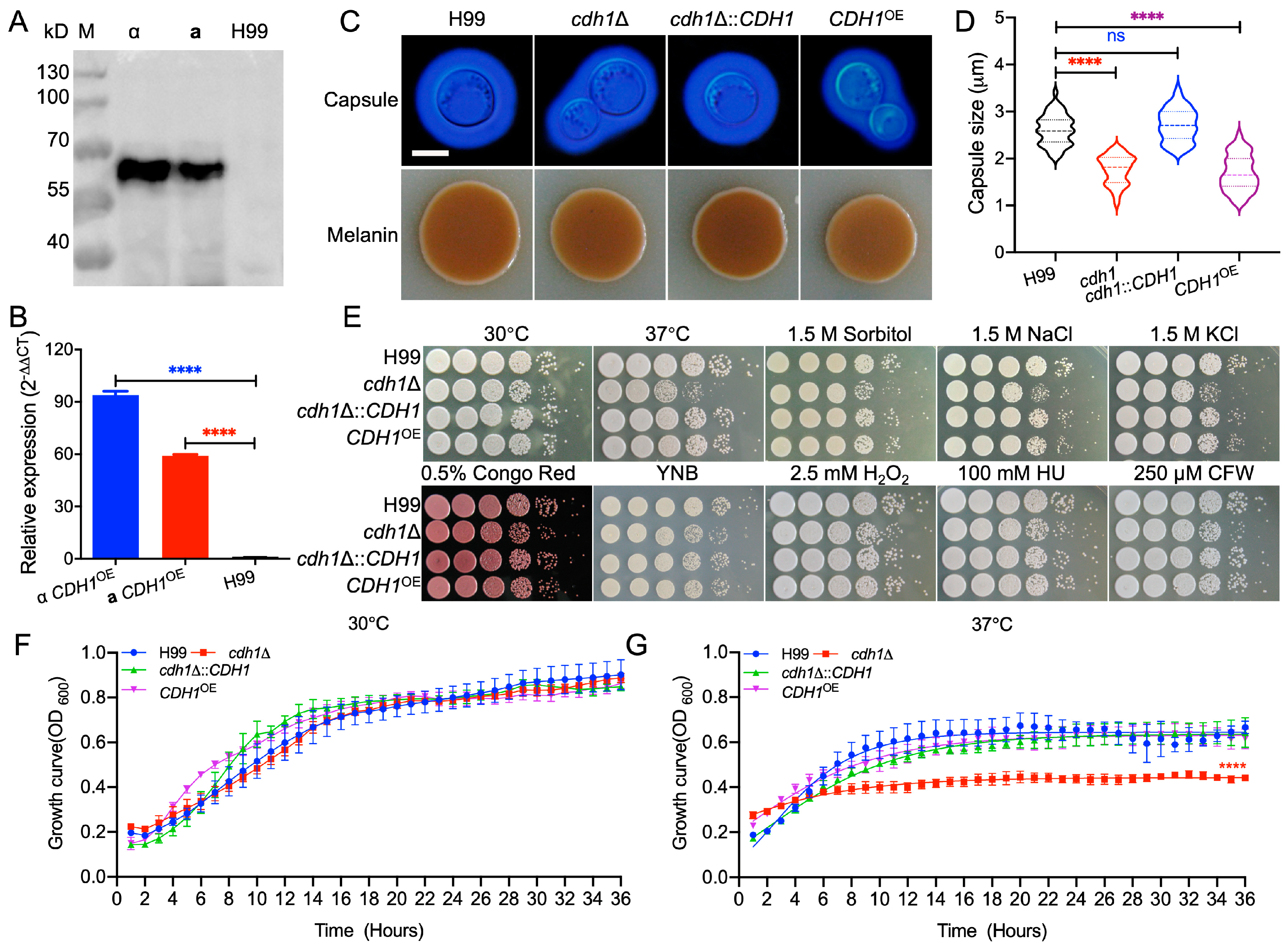 Jof 10 00891 g003 Jof 10 00891 g003