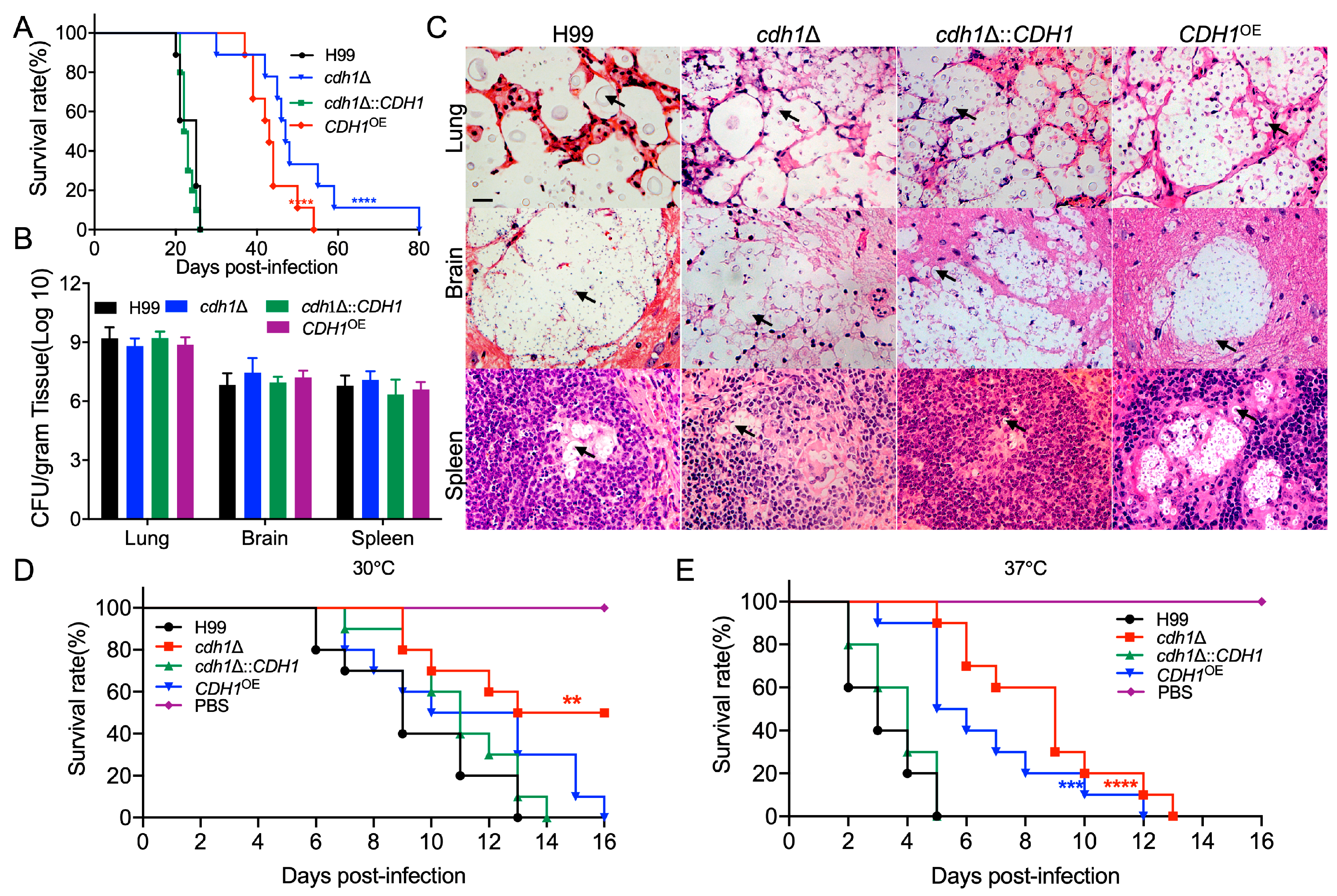 Jof 10 00891 g004 Jof 10 00891 g004