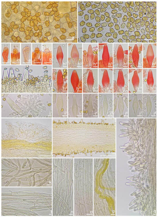 Contributions to the Inocybe umbratica–paludinella (Agaricales) Group  in China: Taxonomy, Species Diversity, and Molecular Phylogeny