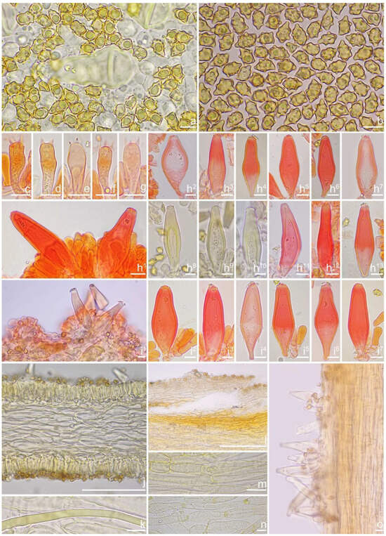 Contributions to the Inocybe umbratica–paludinella
