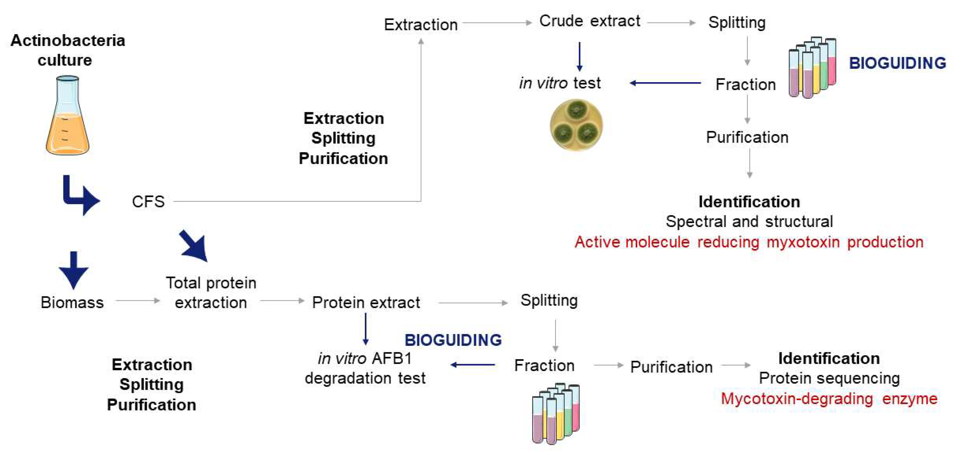 Jof 11 00004 g001 Jof 11 00004 g001