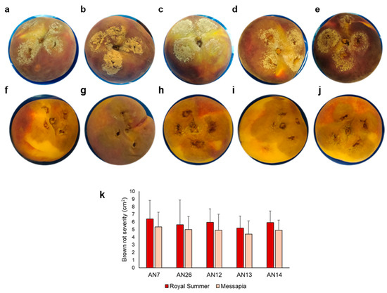 meron meron様 BvHP4b gene in red beet promotes tuber enlargement and