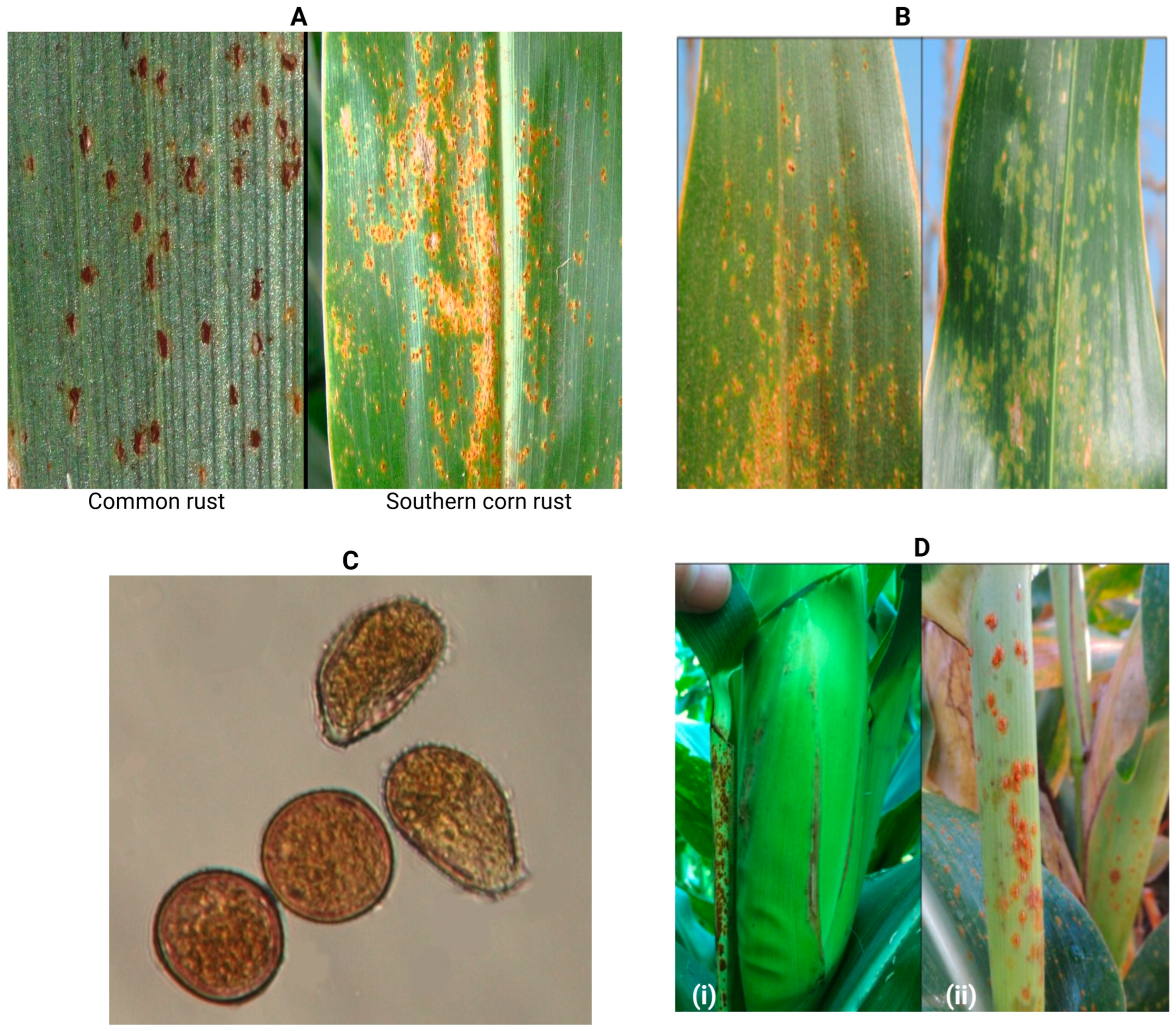 Jof 11 00041 g001 Jof 11 00041 g001