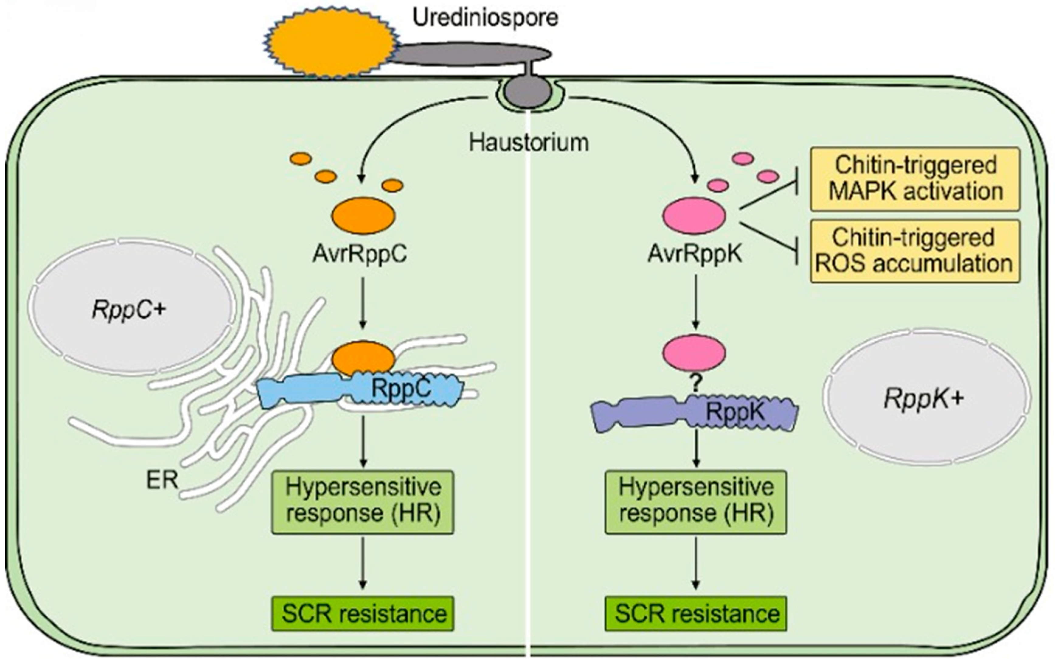 Jof 11 00041 g002 Jof 11 00041 g002