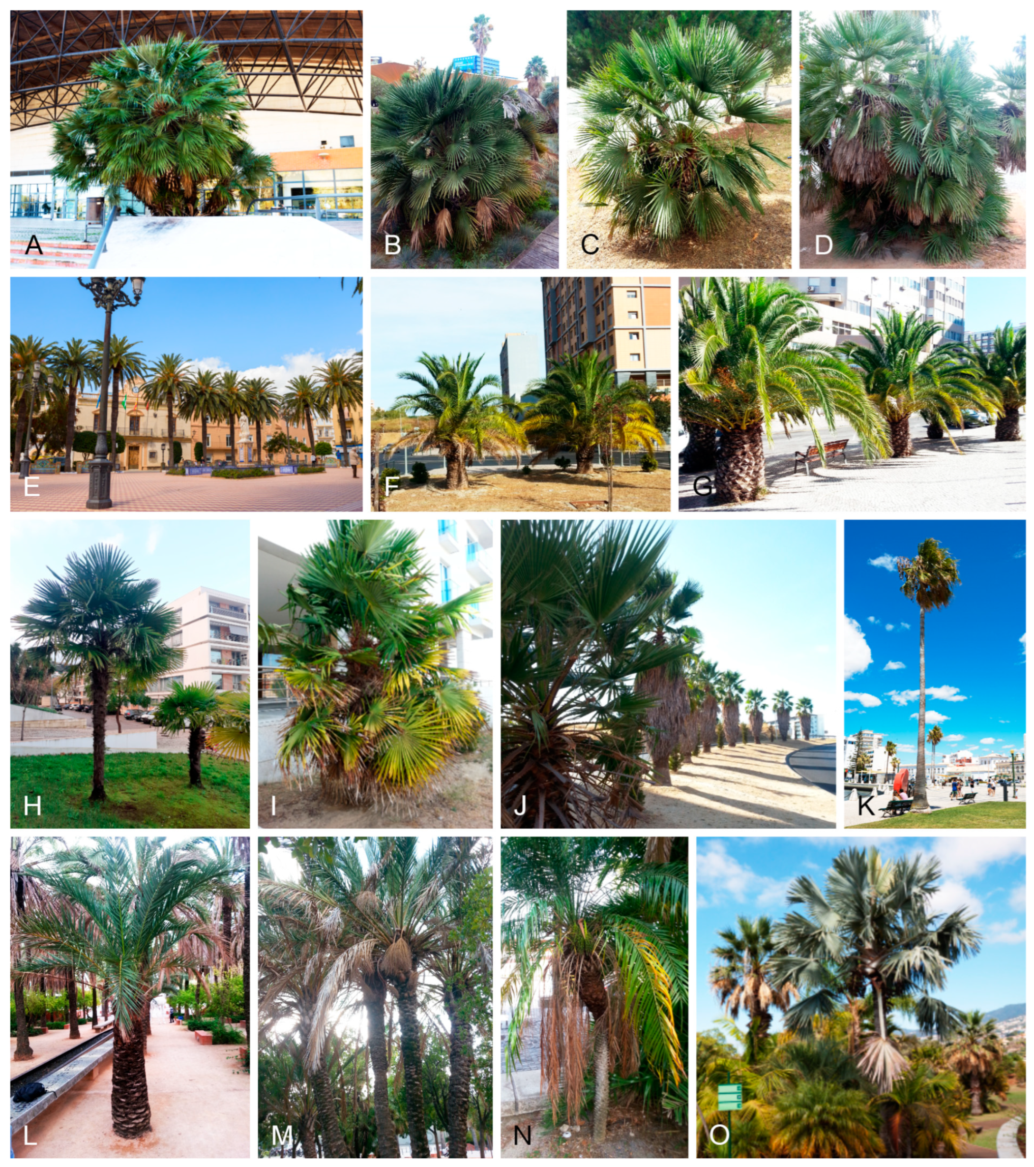 Jof 11 00043 g002 Jof 11 00043 g002