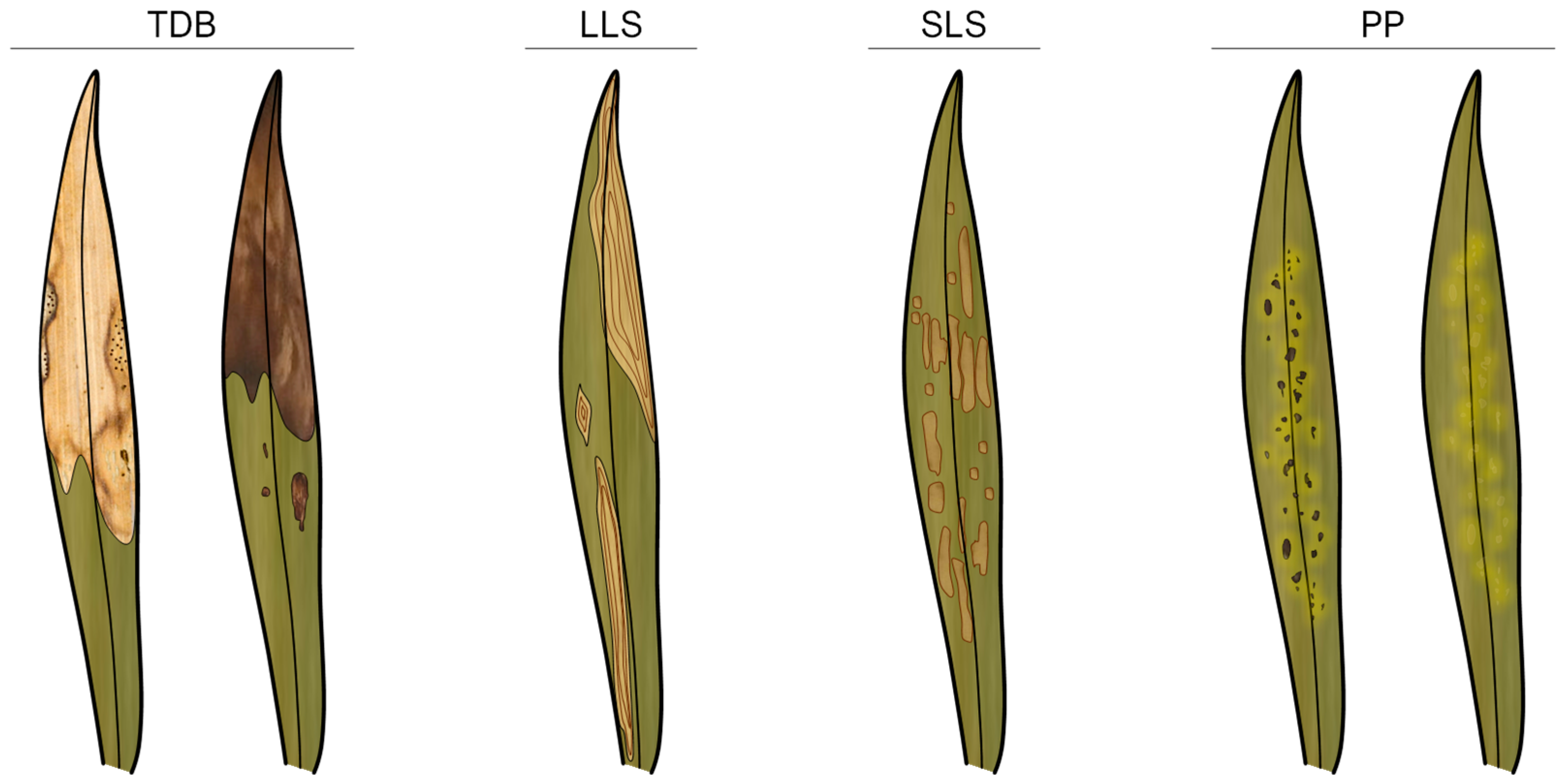 Jof 11 00043 g004 Jof 11 00043 g004