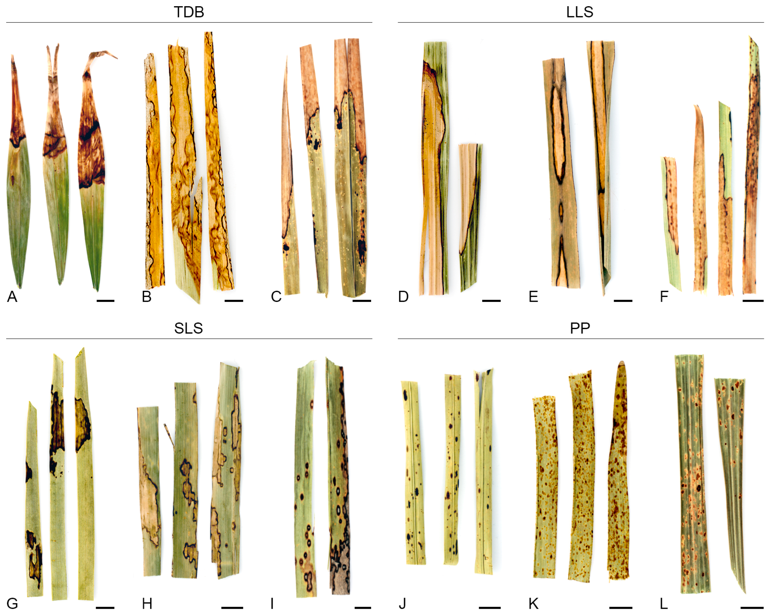 Jof 11 00043 g005 Jof 11 00043 g005