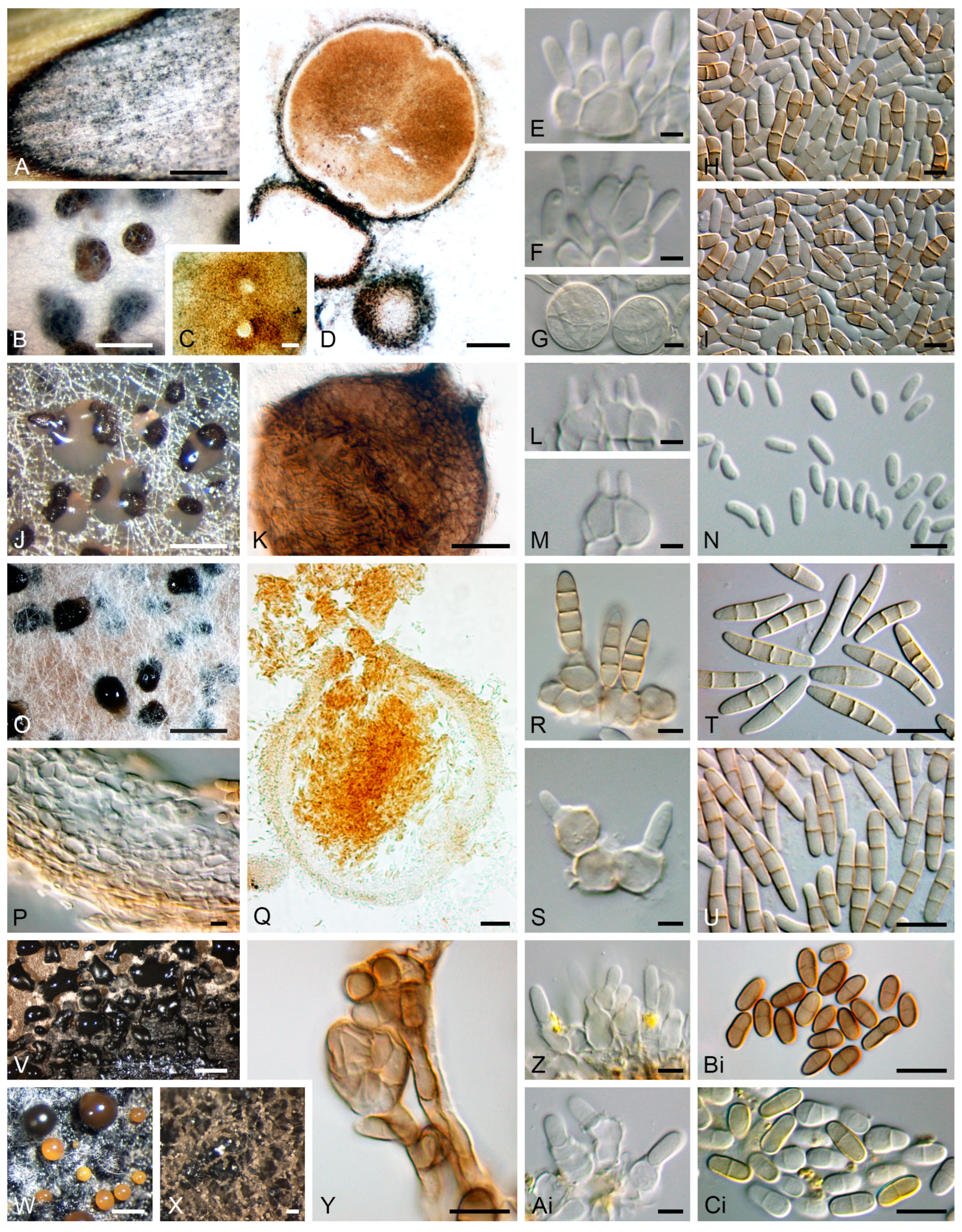 Jof 11 00043 g008a Jof 11 00043 g008a