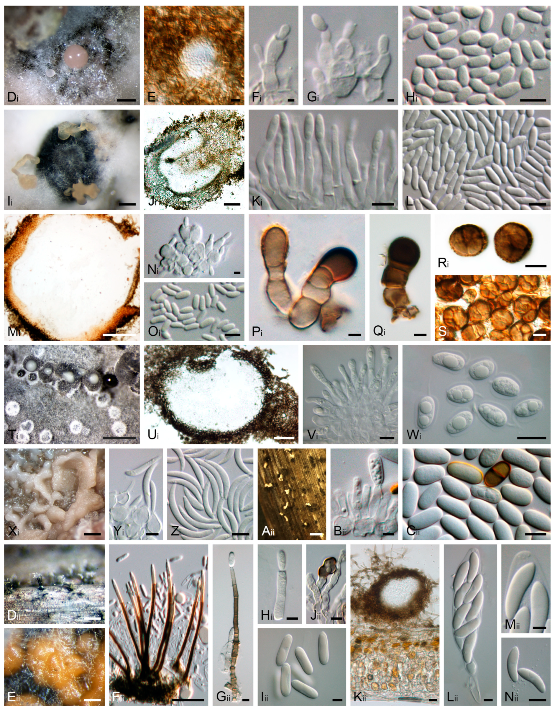 Jof 11 00043 g008b Jof 11 00043 g008b