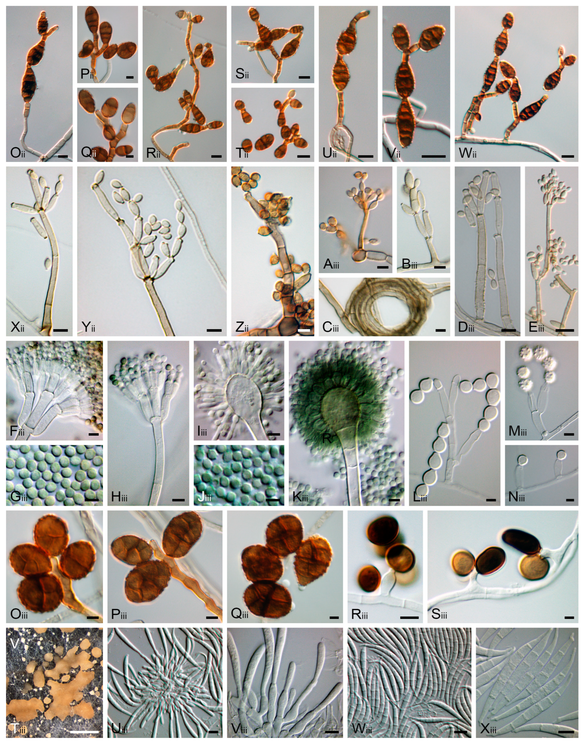 Jof 11 00043 g008c Jof 11 00043 g008c