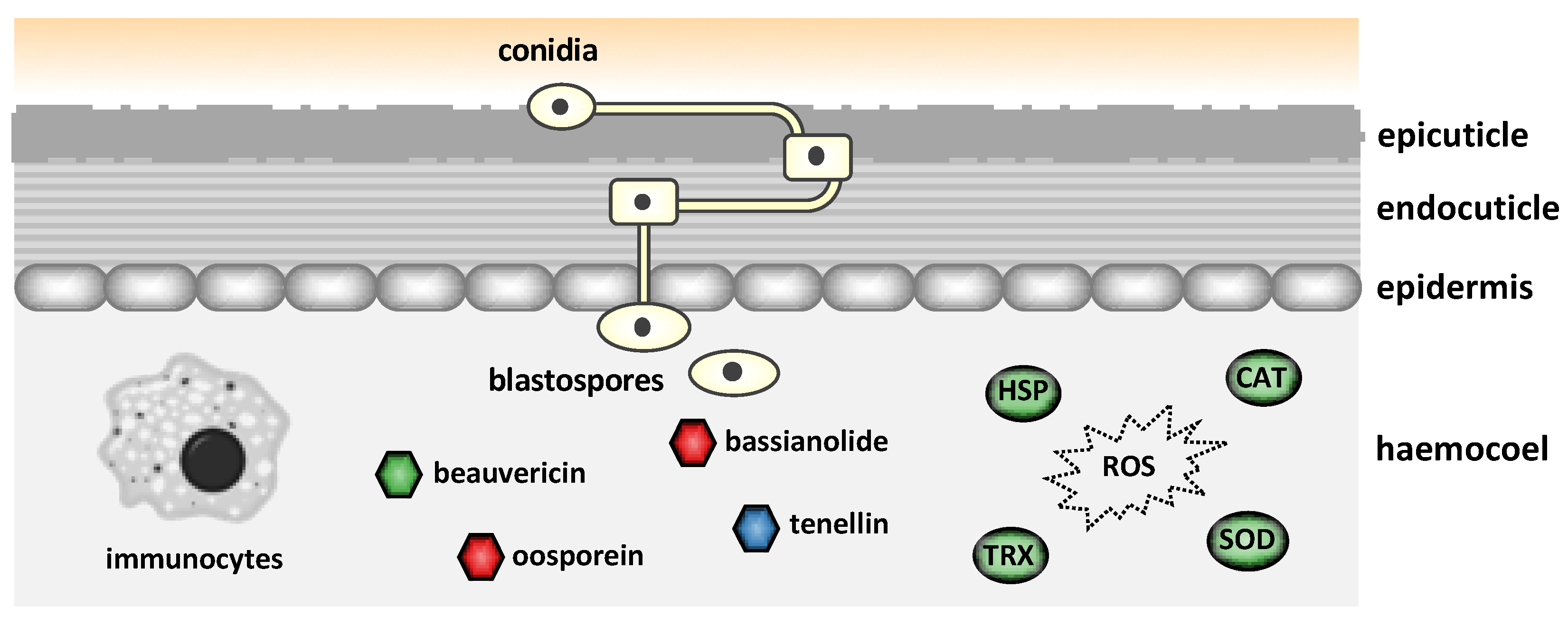 Jof 11 00063 g004 Jof 11 00063 g004
