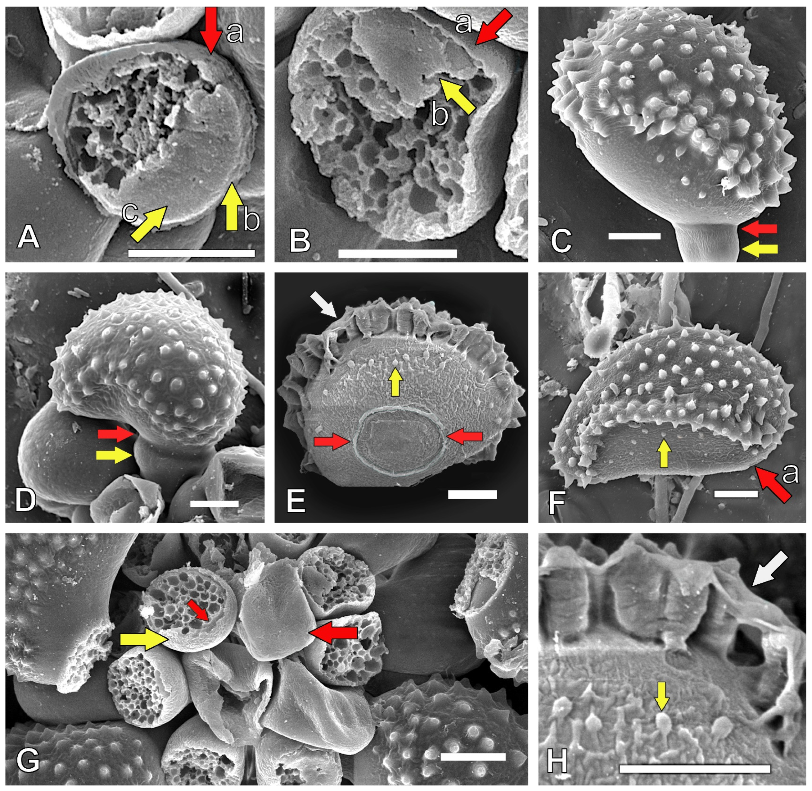 Jof 11 00109 g002 Jof 11 00109 g002