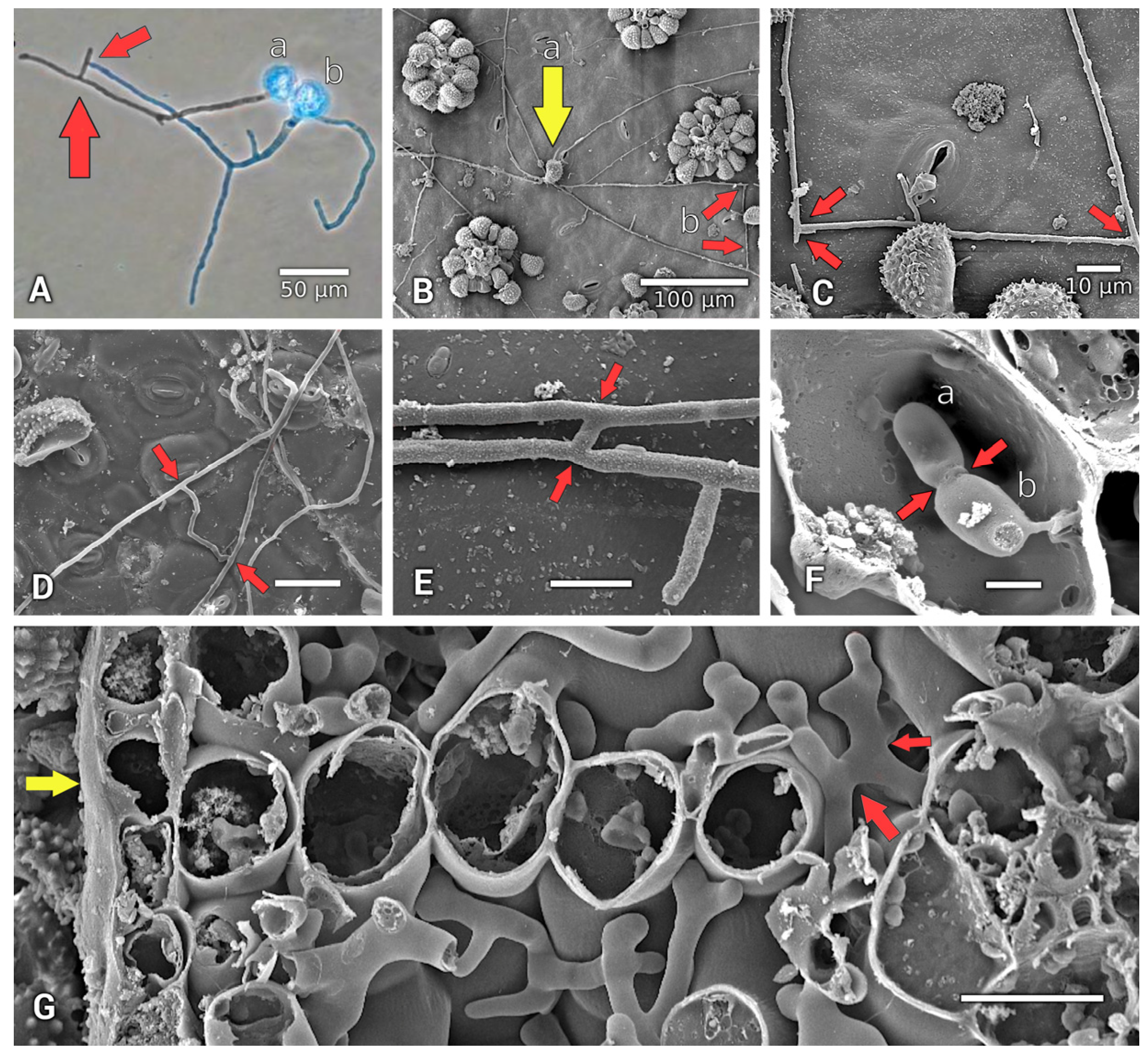 Jof 11 00109 g004 Jof 11 00109 g004