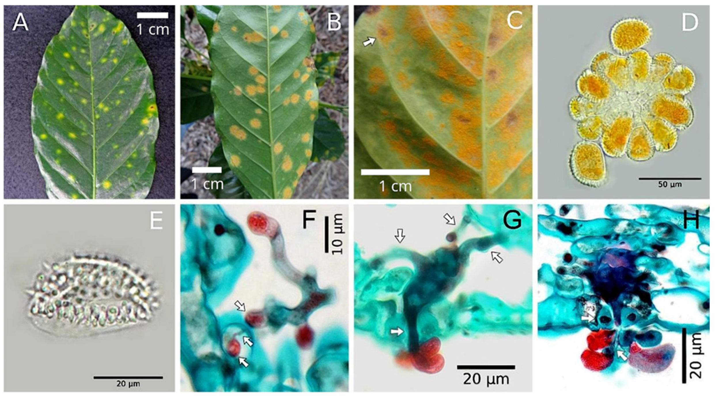 Jof 11 00109 g0a1 Jof 11 00109 g0a1