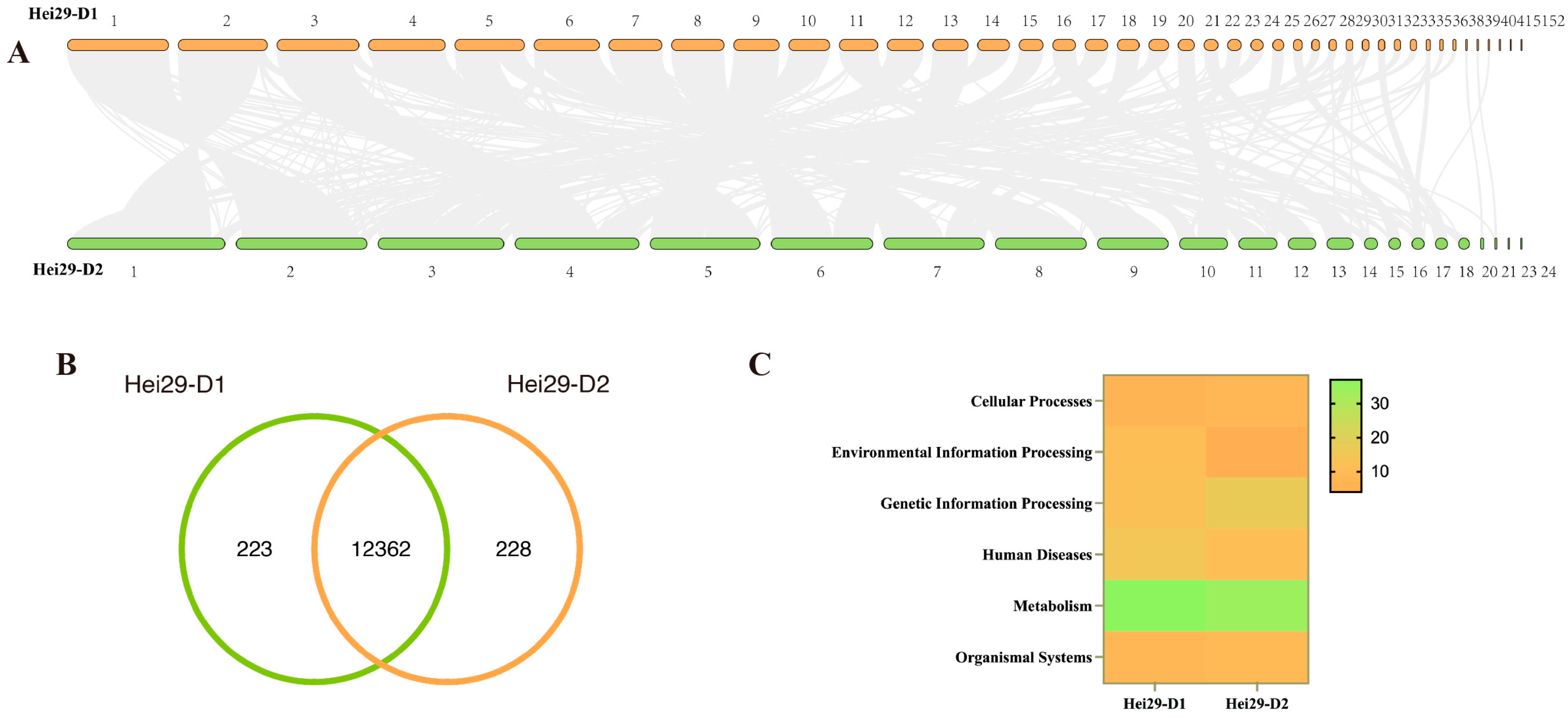 Comparative Genomic Analysis of Two Monokaryons of