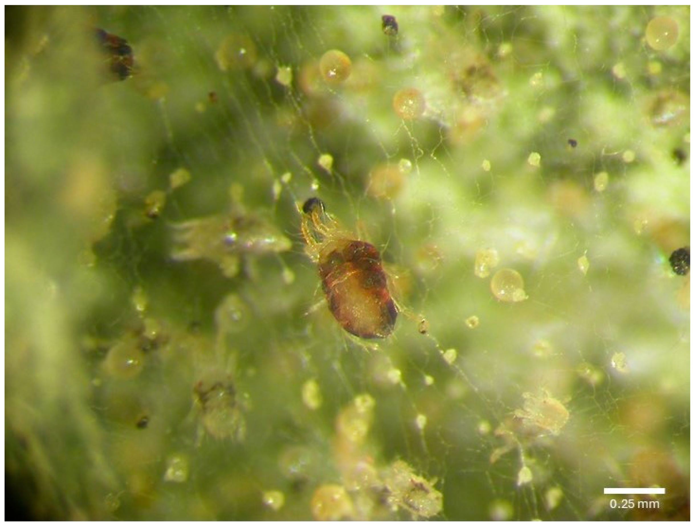 Jof 11 00138 g001 Jof 11 00138 g001