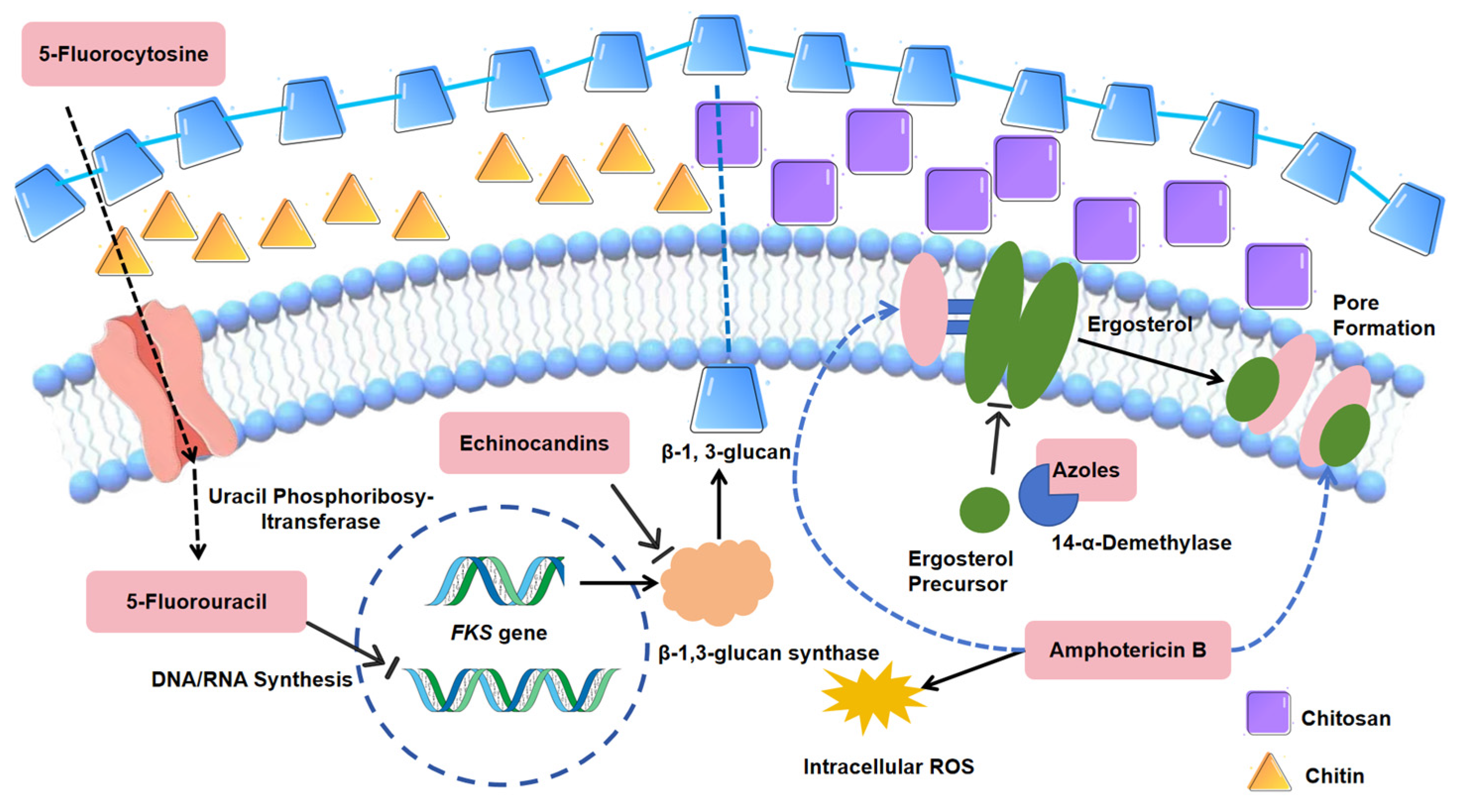 Jof 11 00143 g001 Jof 11 00143 g001