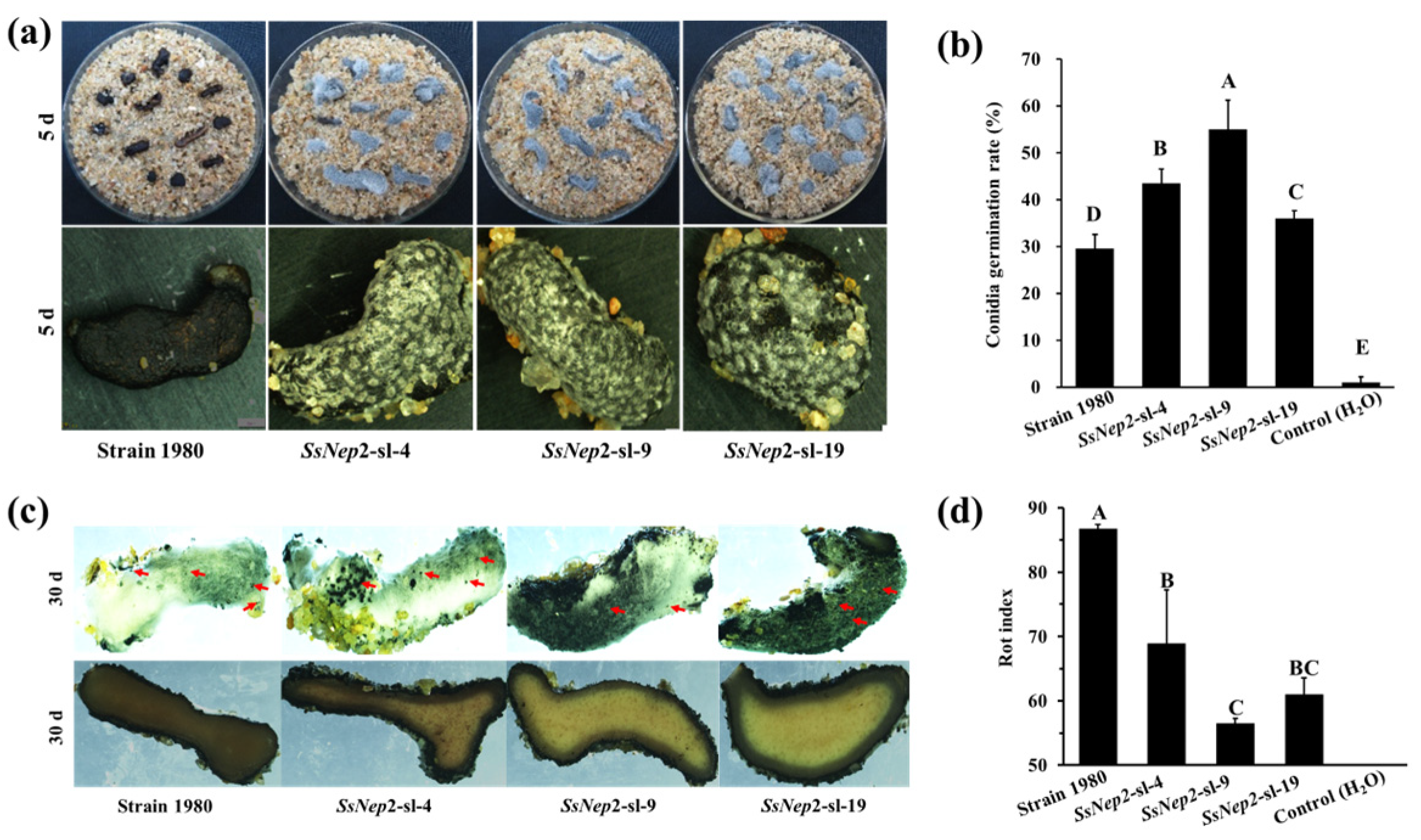 Jof 11 00151 g005 Jof 11 00151 g005