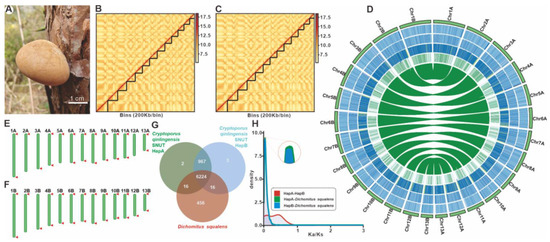 Haplotype-Phased Chromosome-Level Genome Assembly of