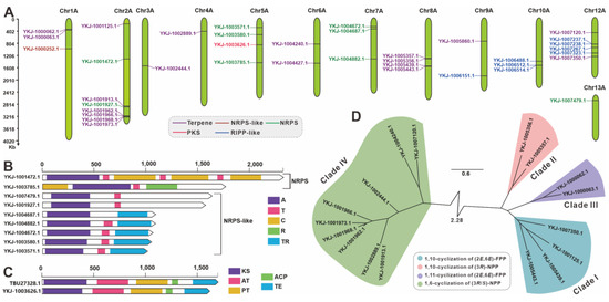 Haplotype-Phased Chromosome-Level Genome Assembly of