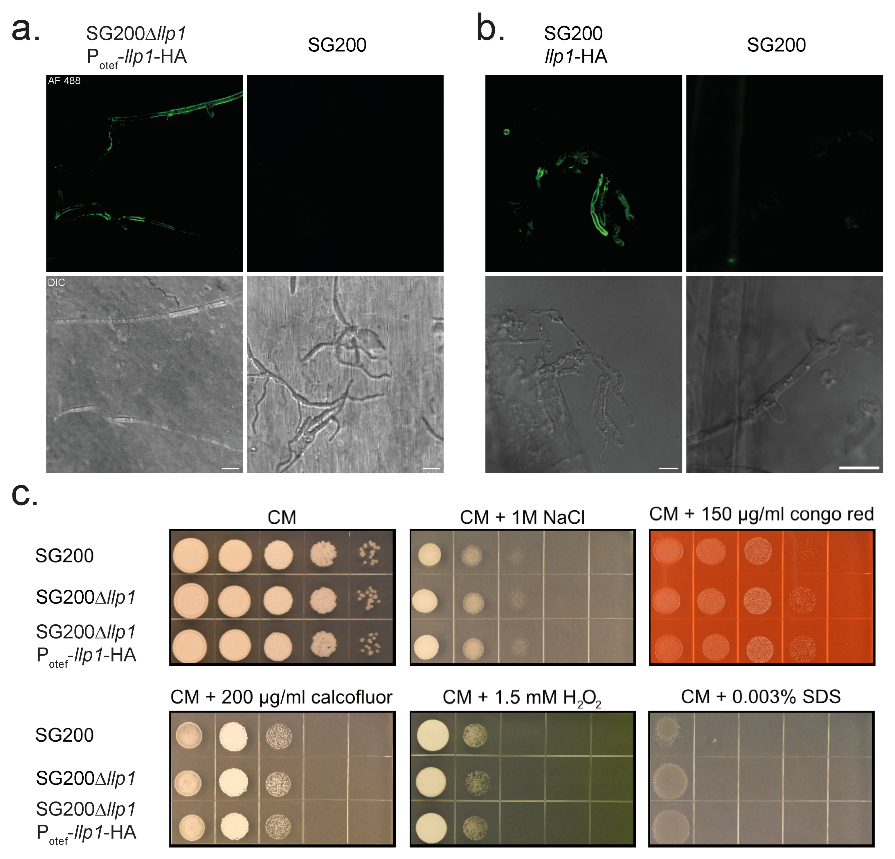 Jof 11 00164 g003 Jof 11 00164 g003