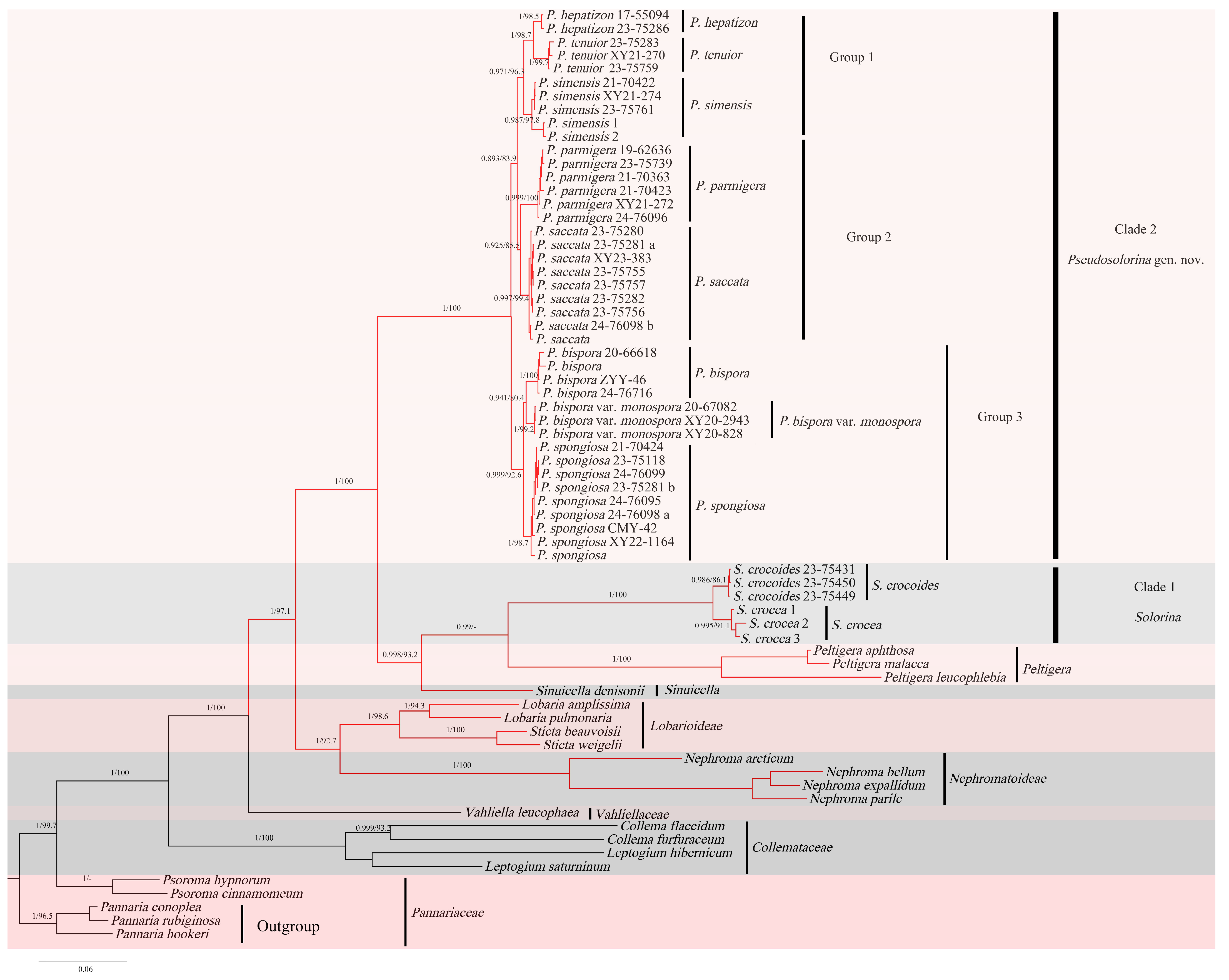 チベット高原で新しい地衣類属を発見(New Lichen Genus Discovered on Qinghai-Tibet Plateau)