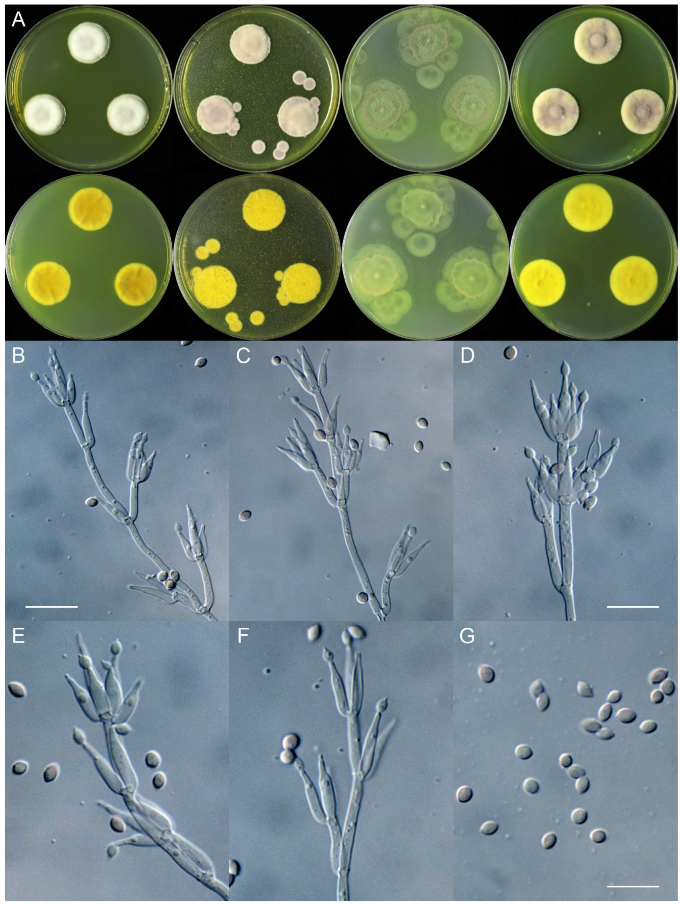 Jof 11 00180 g003 Jof 11 00180 g003