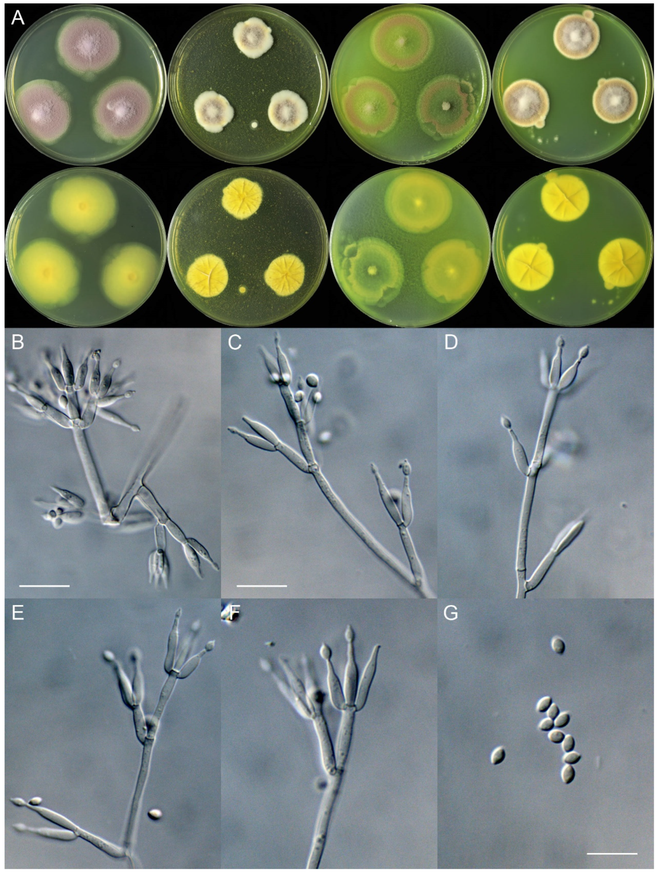 Jof 11 00180 g004 Jof 11 00180 g004