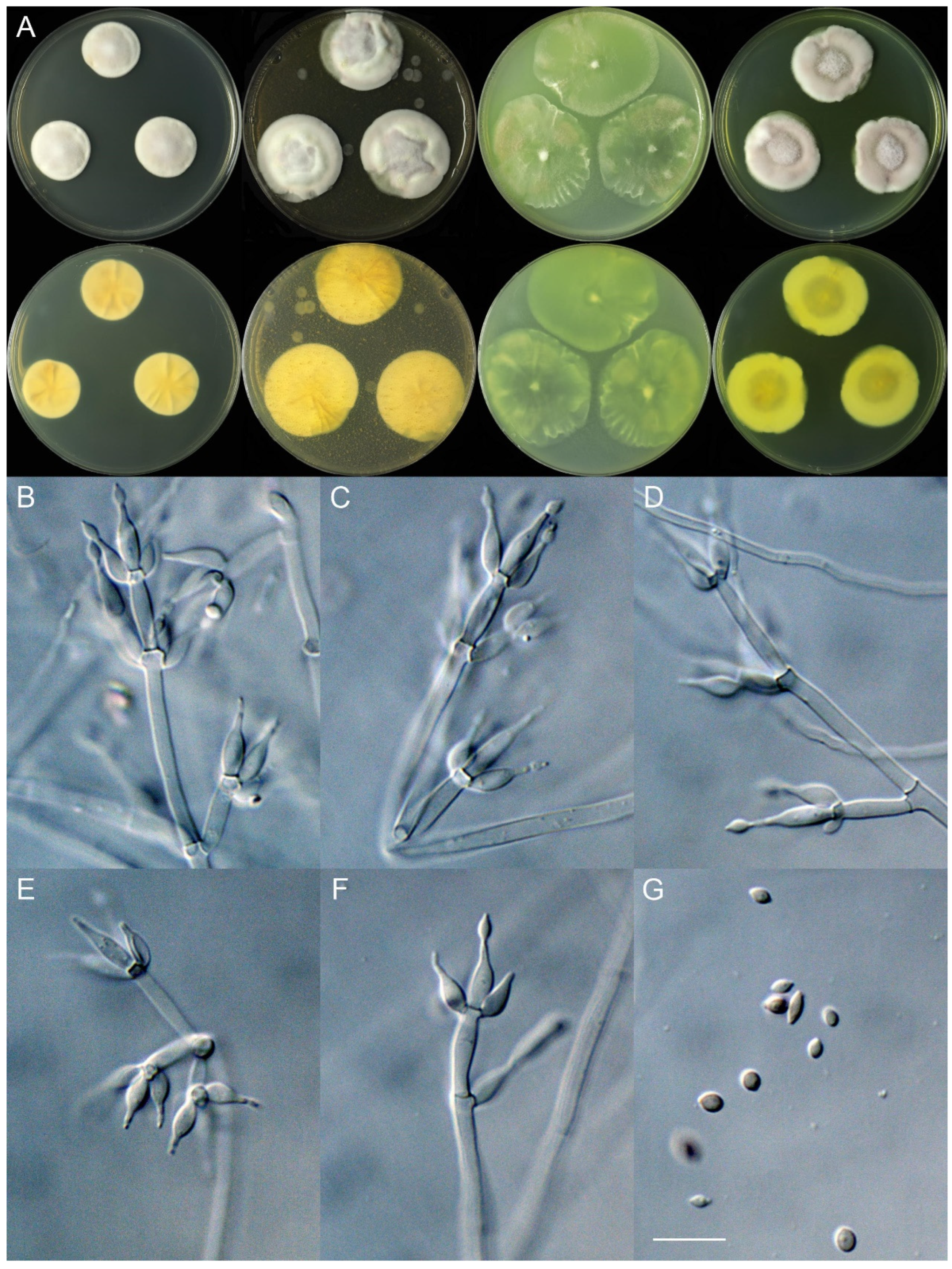 Jof 11 00180 g006 Jof 11 00180 g006