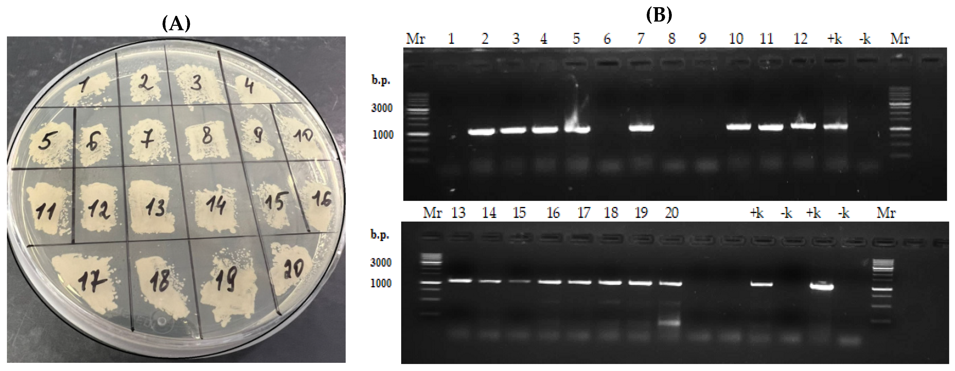 Jof 11 00186 g004 Jof 11 00186 g004