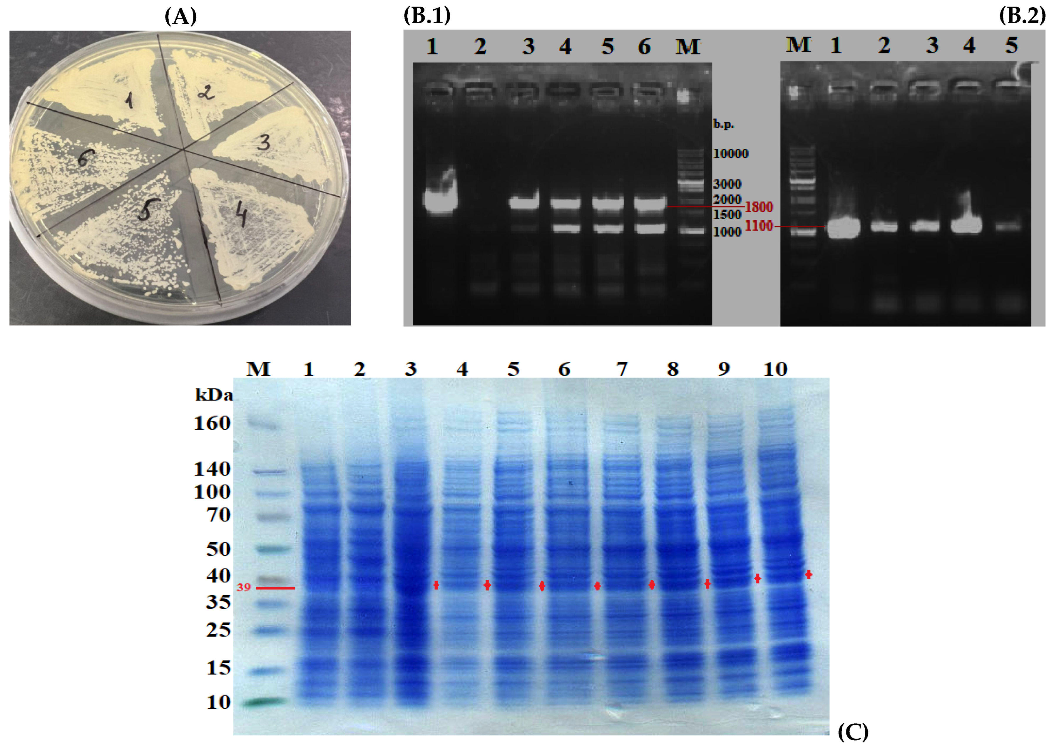 Jof 11 00186 g005 Jof 11 00186 g005