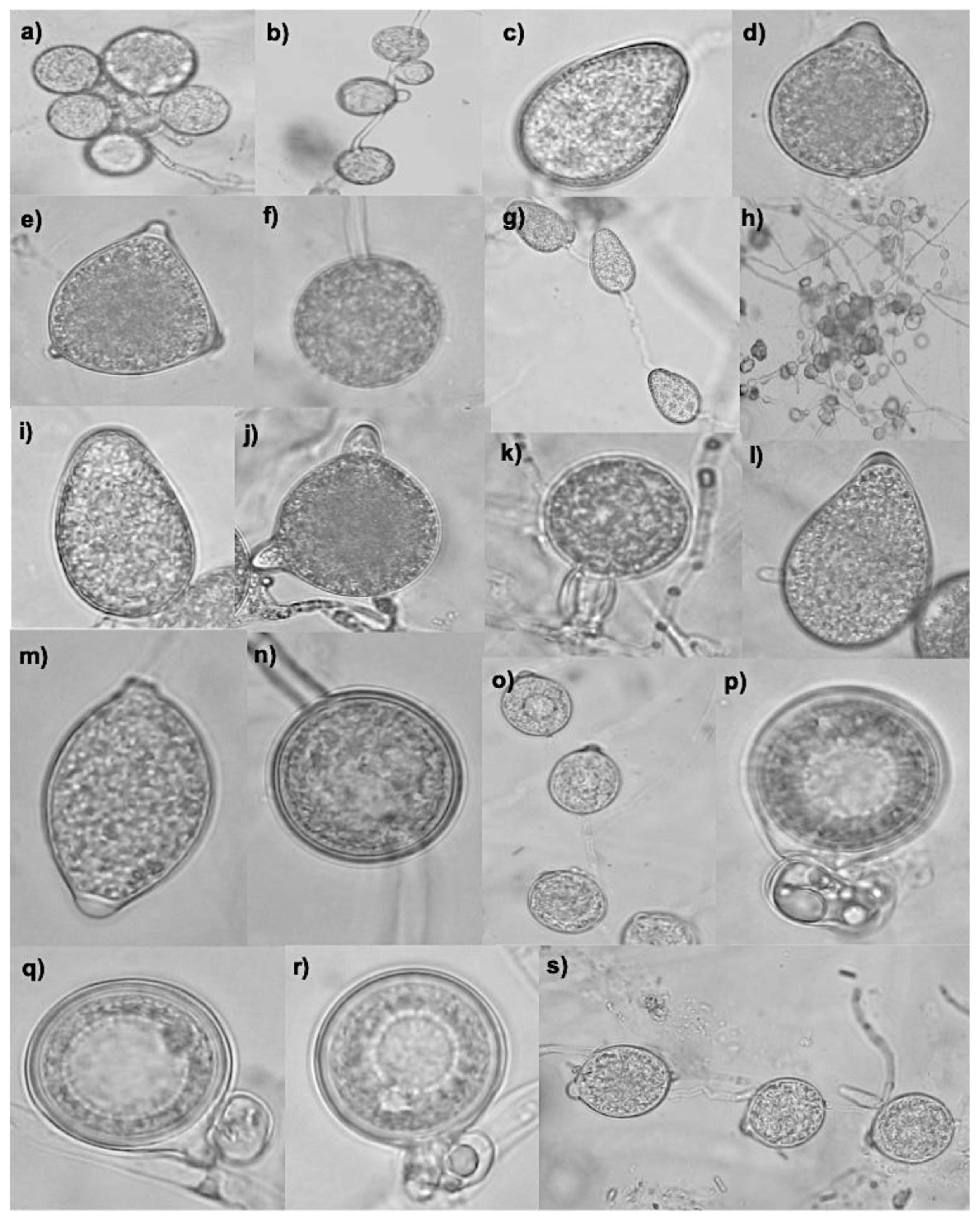 Jof 11 00187 g001 Jof 11 00187 g001