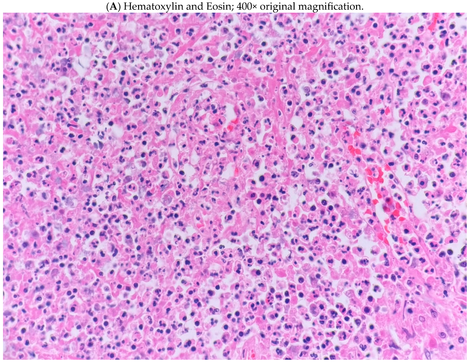 Jof 11 00201 g001a Jof 11 00201 g001a