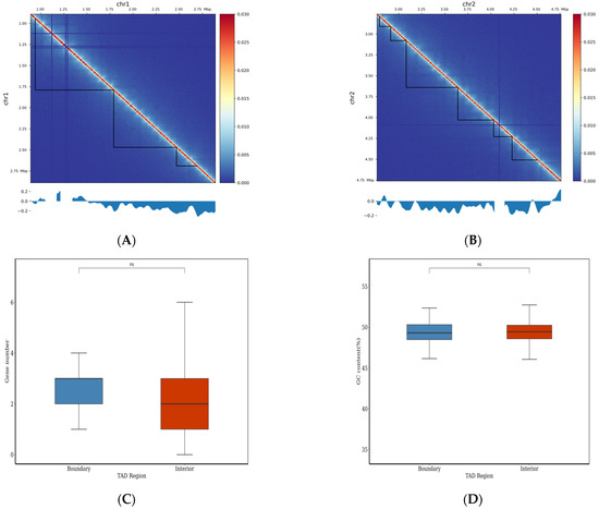 The Three-Dimensional Structure of the Genome of the Dark