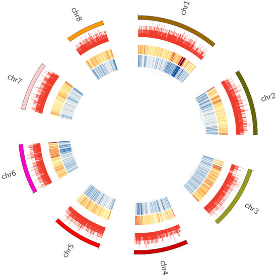 The Three-Dimensional Structure of the Genome of the Dark
