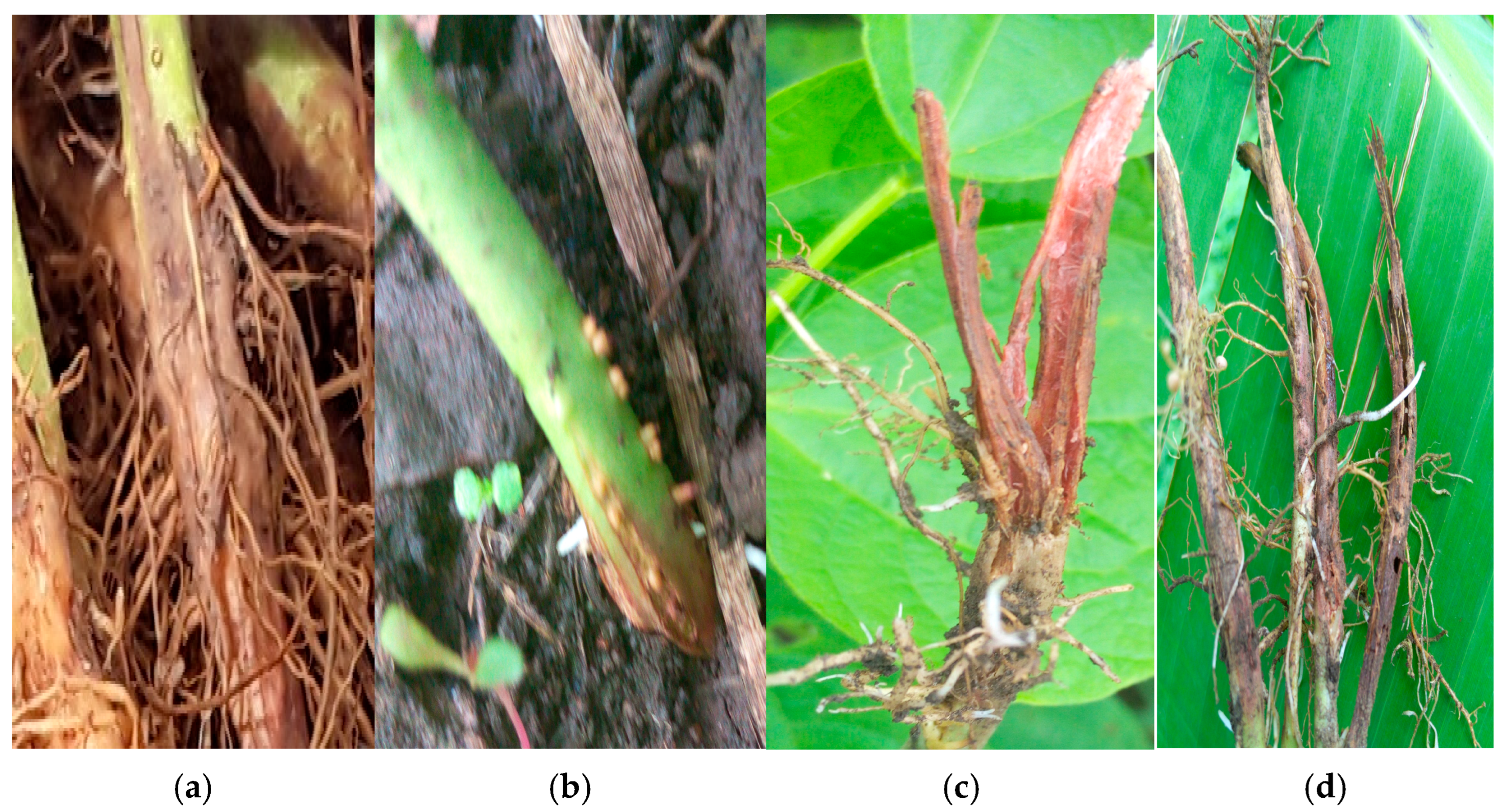 Jof 11 00283 g003 Jof 11 00283 g003