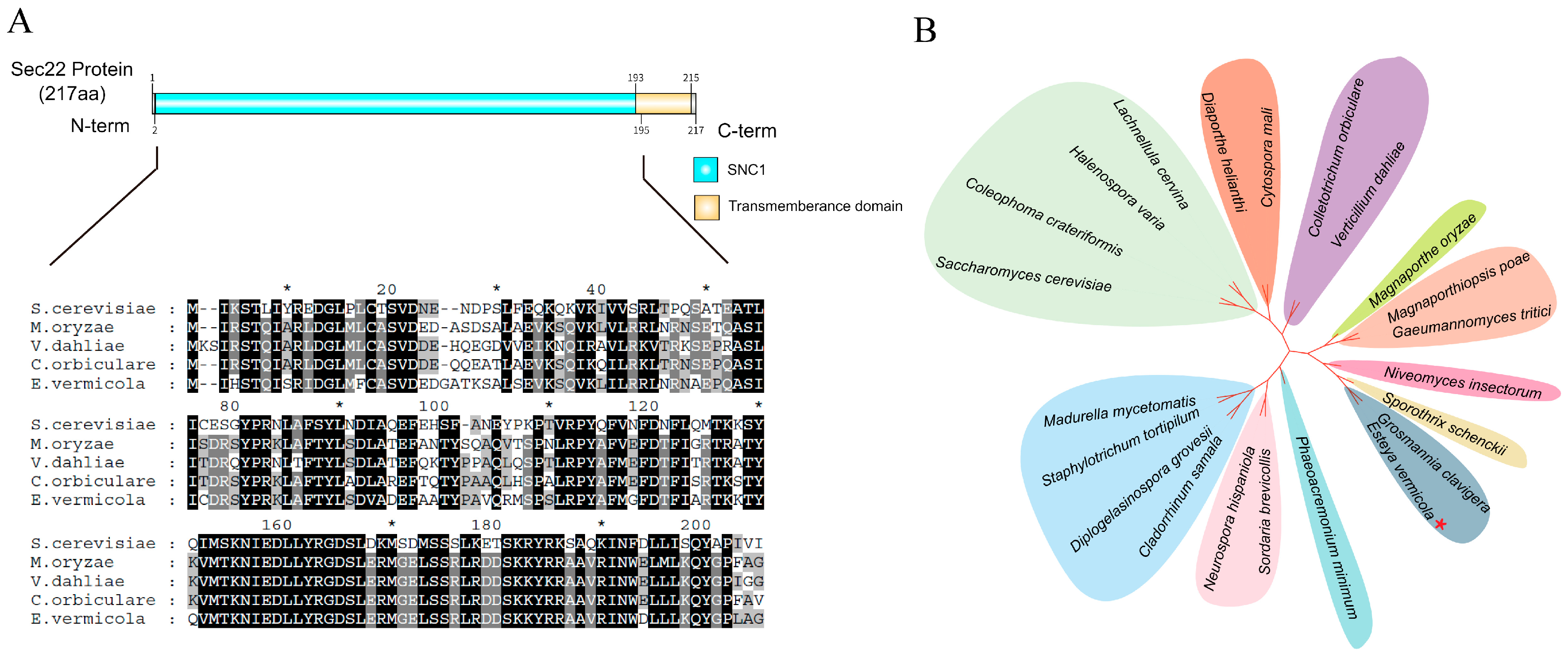 Jof 11 00295 g001 Jof 11 00295 g001