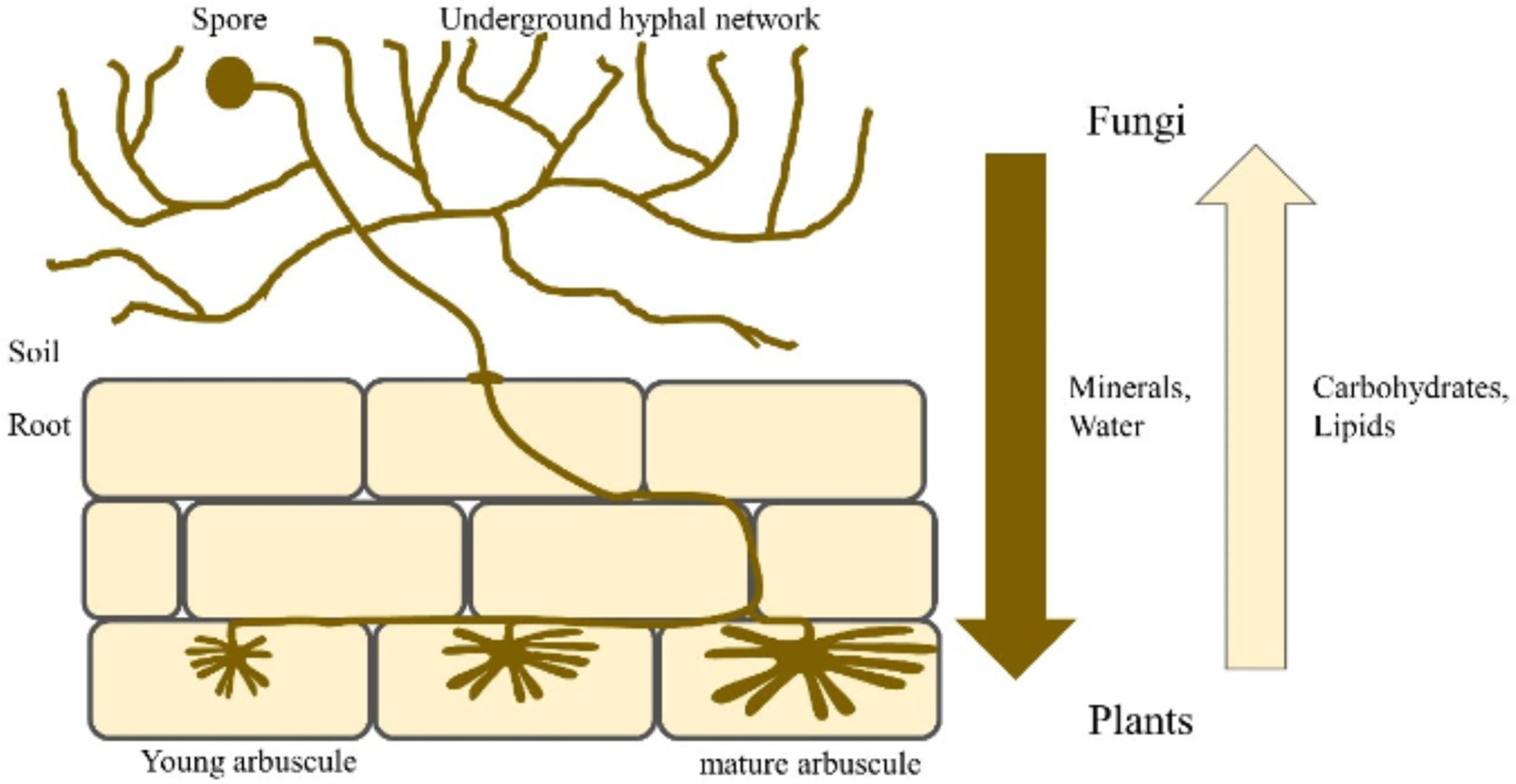 Jof 11 00328 g001 Jof 11 00328 g001