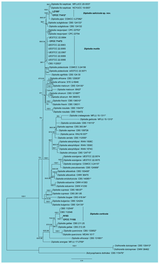 もらって 嬉しい お歳暮 ランキング Morphology and of Records and Species New Reveal Phylogeny その他