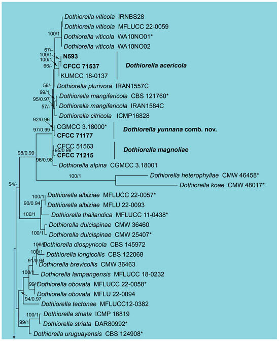 爆売り！ New Reveal Phylogeny and Morphology Species of Records and その他