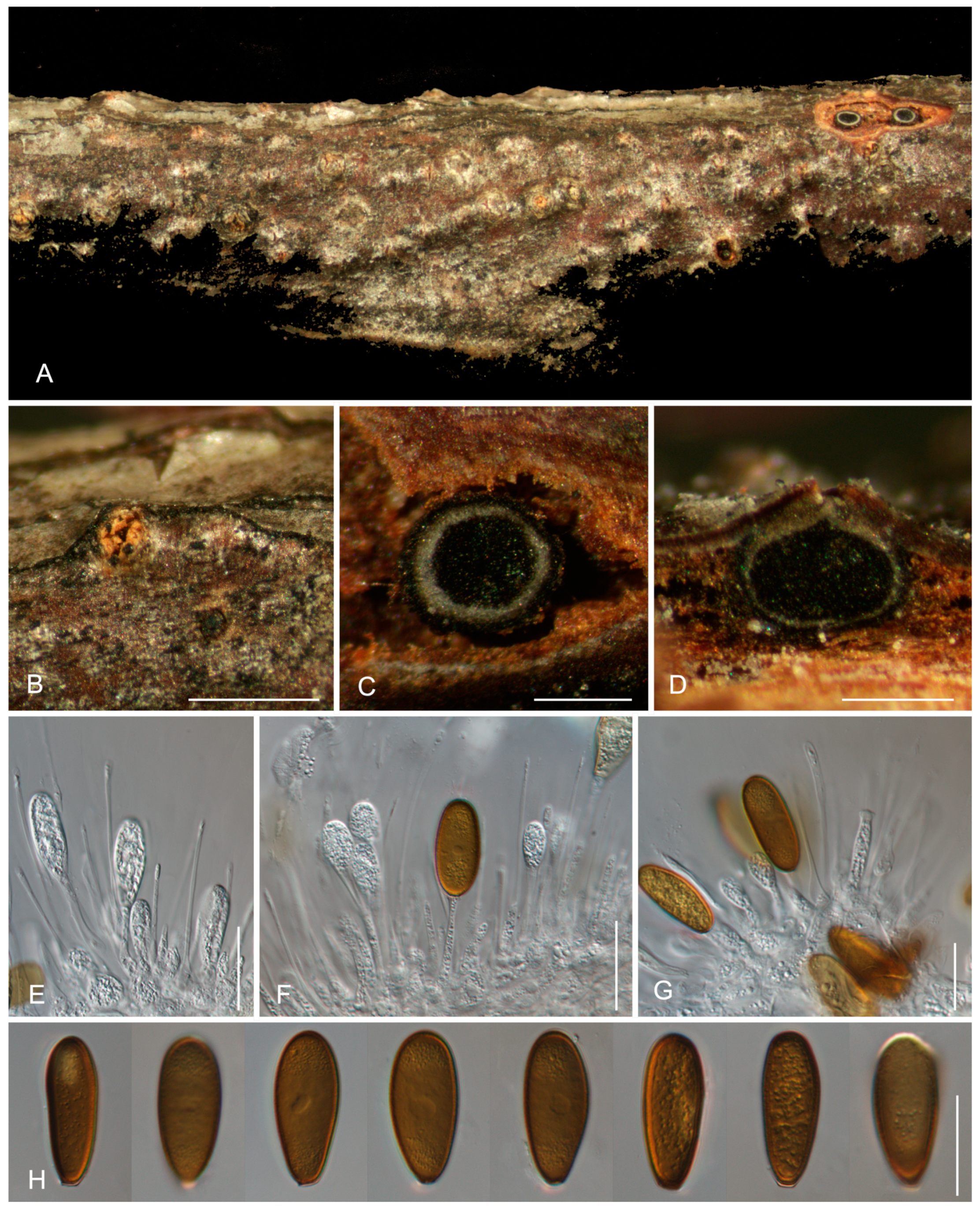 Morphology and Phylogeny Reveal New Species and Records of