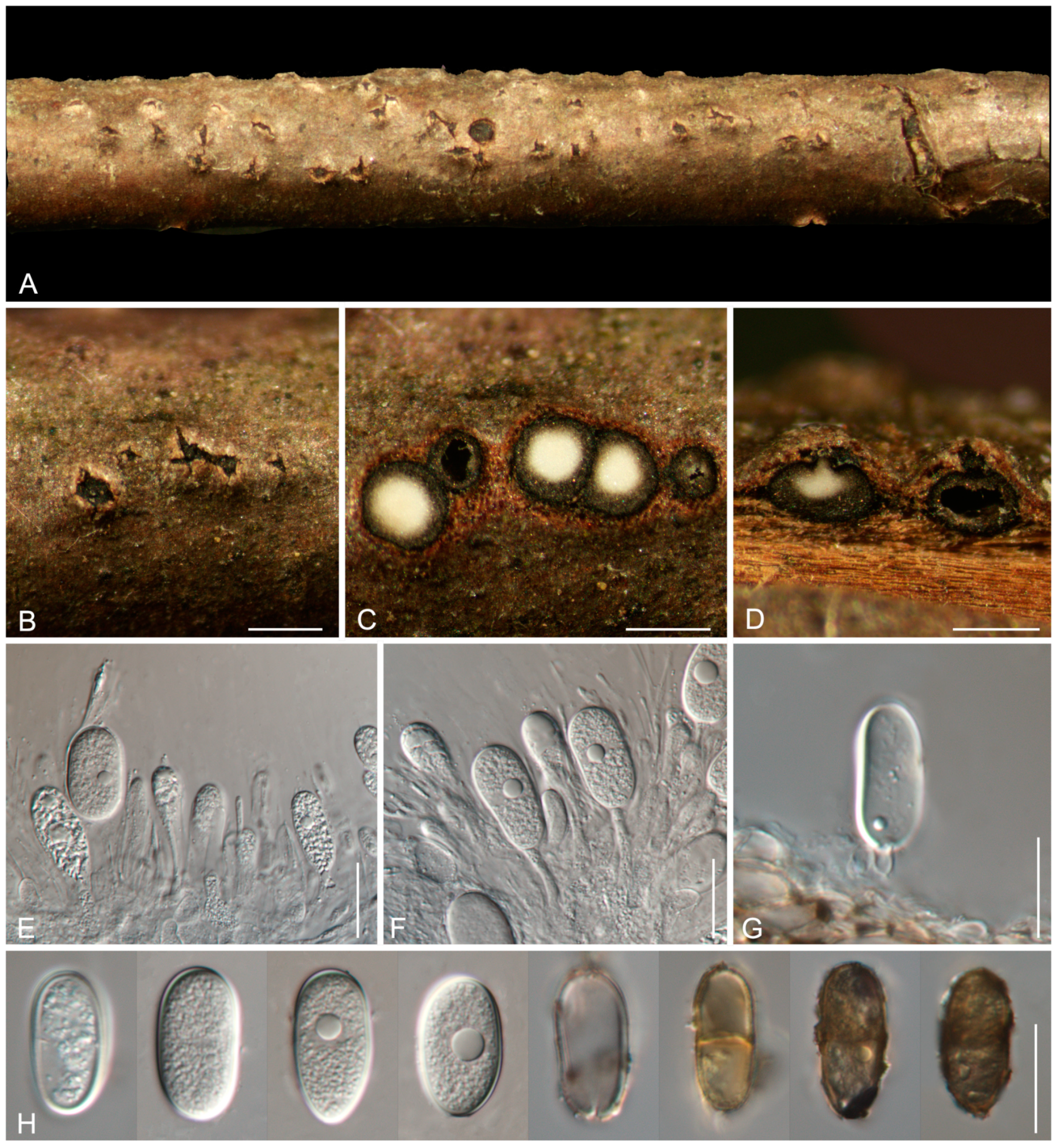Morphology and Phylogeny Reveal New Species and Records of
